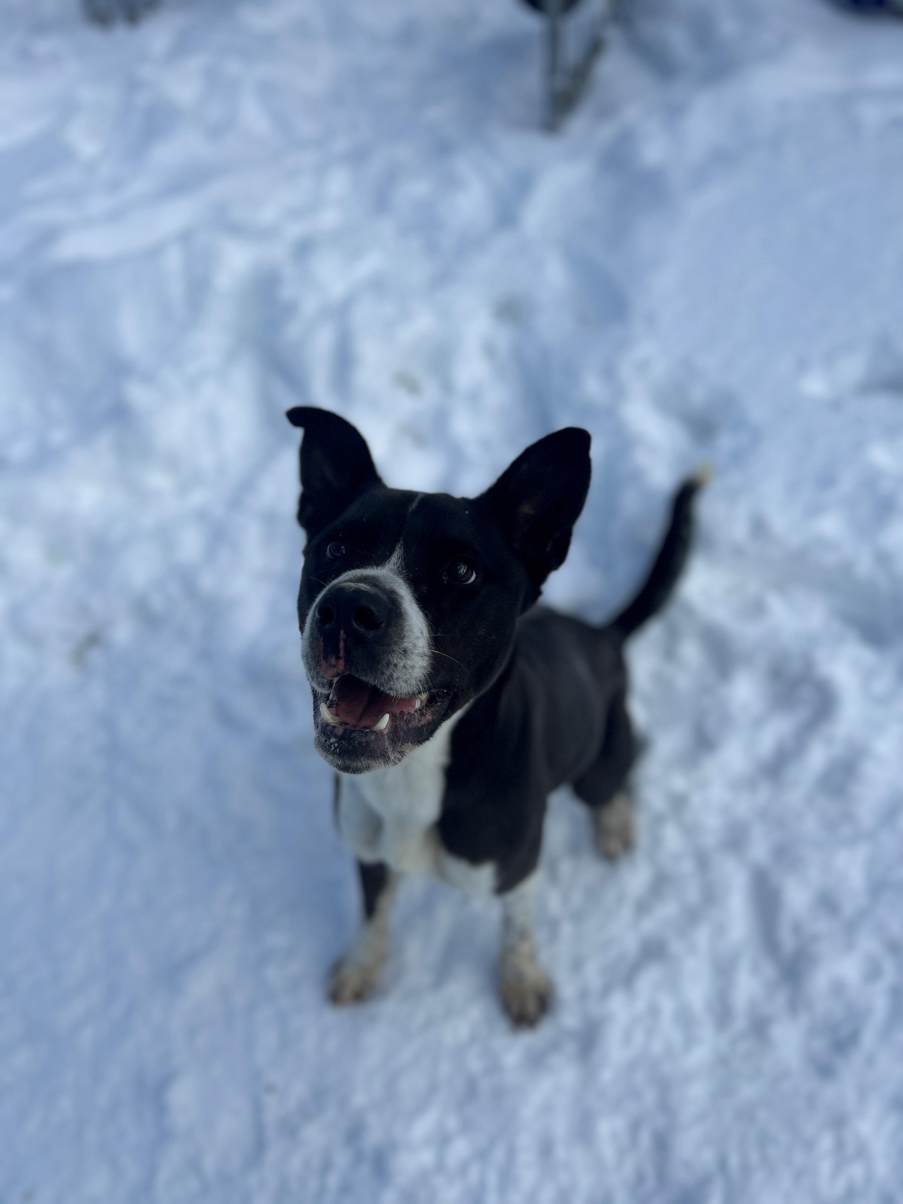 Enlarge 24-0466 "Humphrey", a Adoptable mixed breed in Leavenworth, KS image 6/6