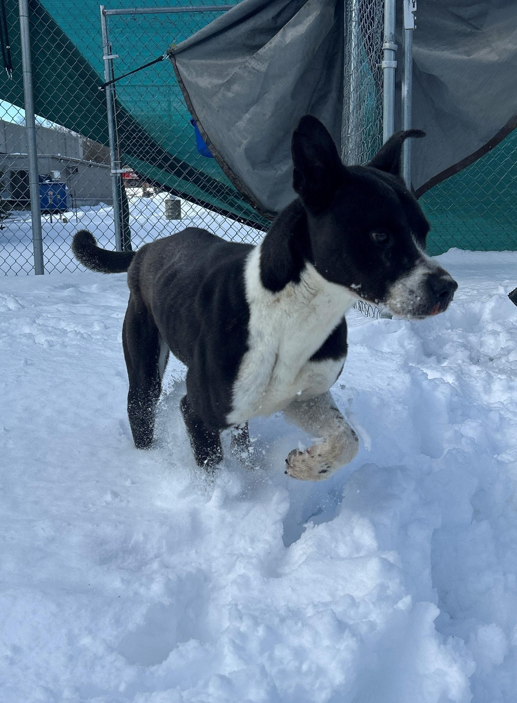 Enlarge 24-0466 "Humphrey", a Adoptable mixed breed in Leavenworth, KS image 2/6