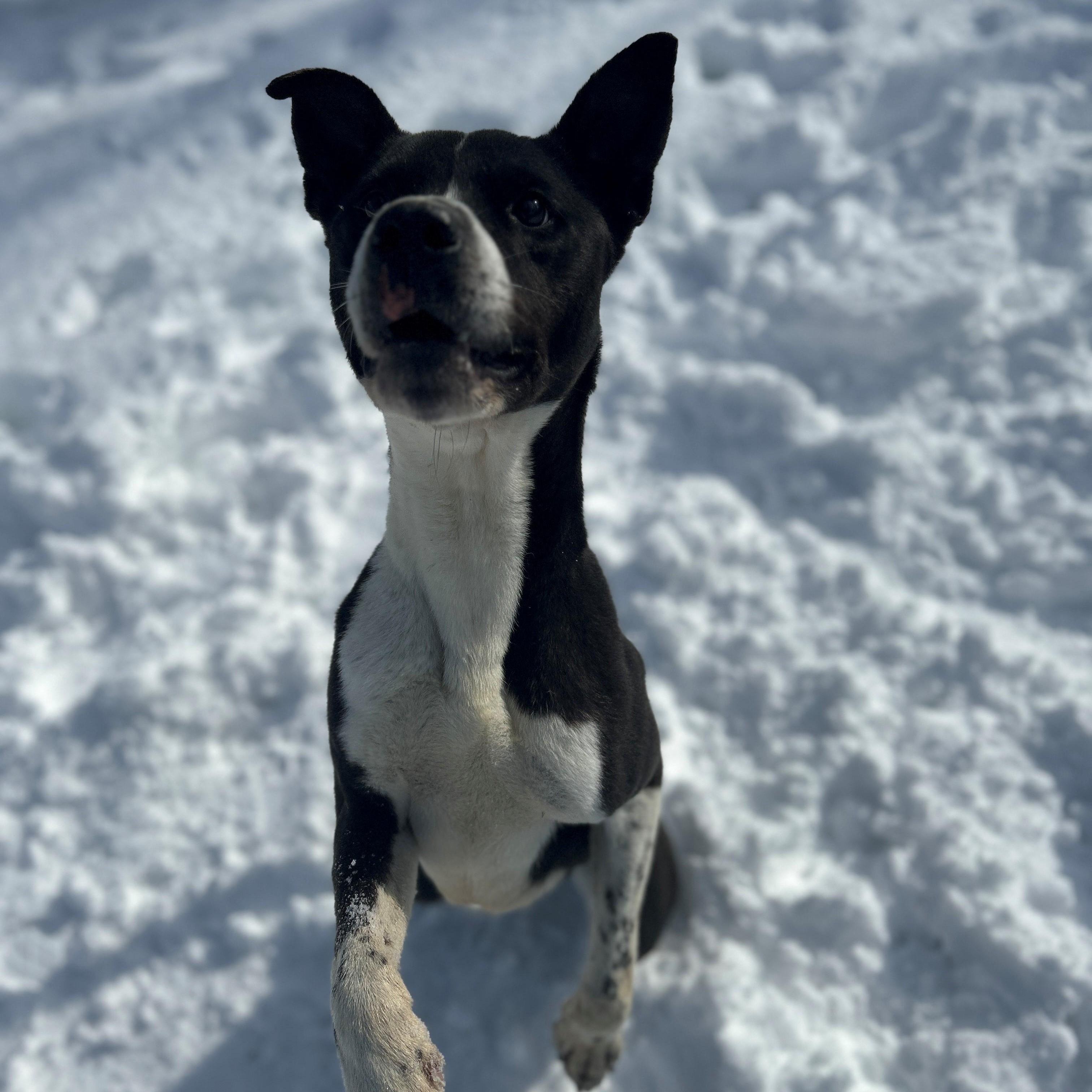 Enlarge 24-0466 "Humphrey", a Adoptable mixed breed in Leavenworth, KS image 1/6