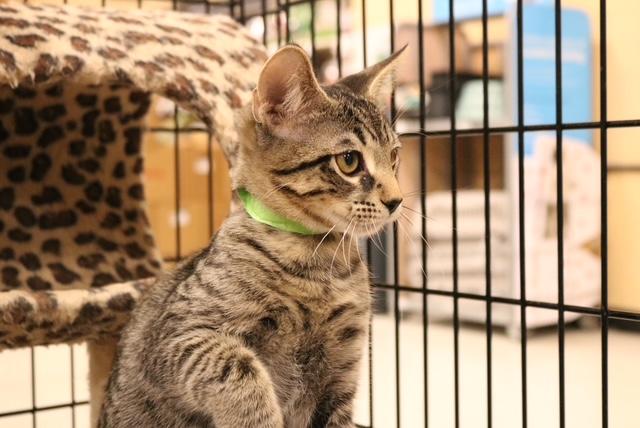 Enlarge Adam, a Adoptable Tabby in Muncie, IN image 4/4