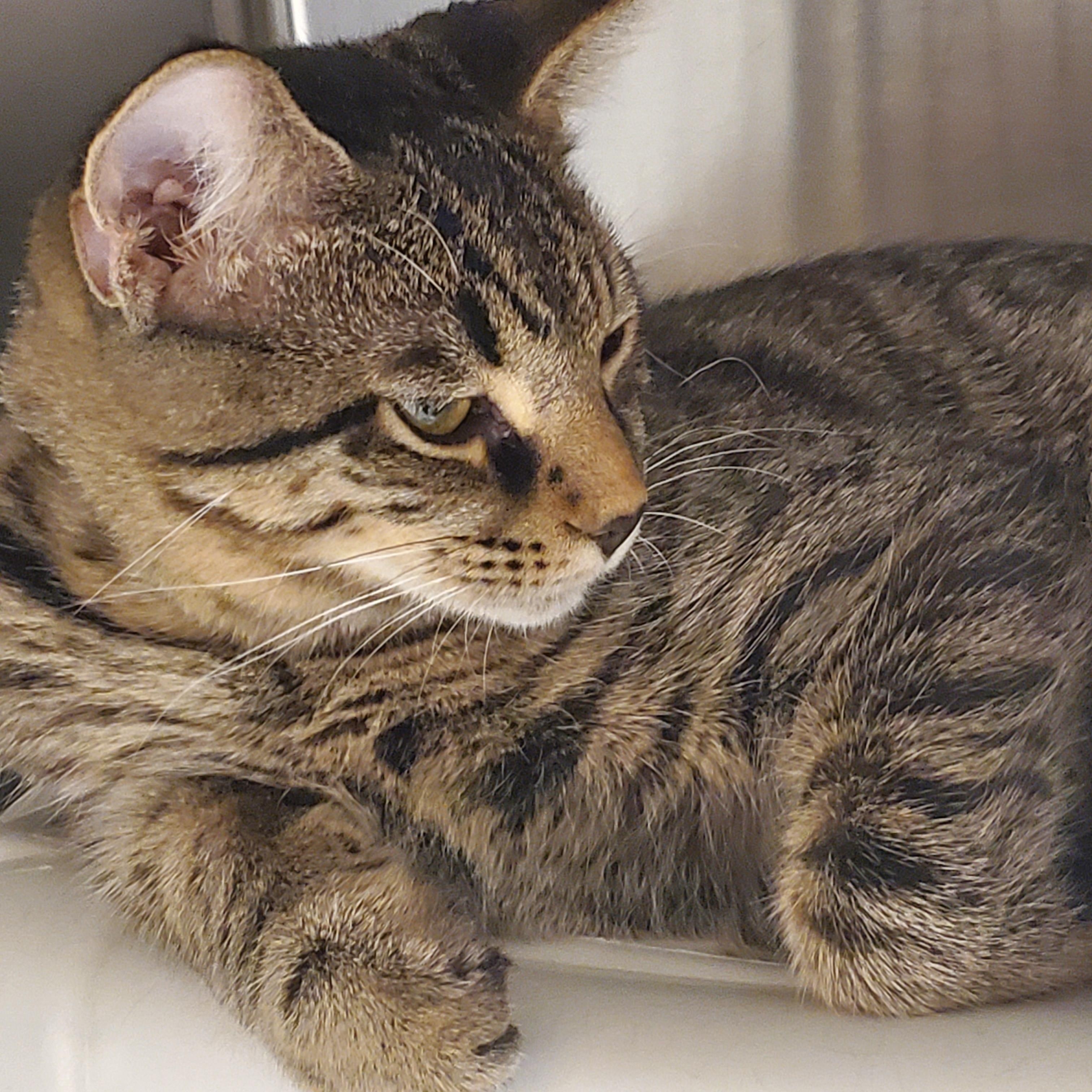 Enlarge Adam, a Adoptable Tabby in Muncie, IN image 2/4