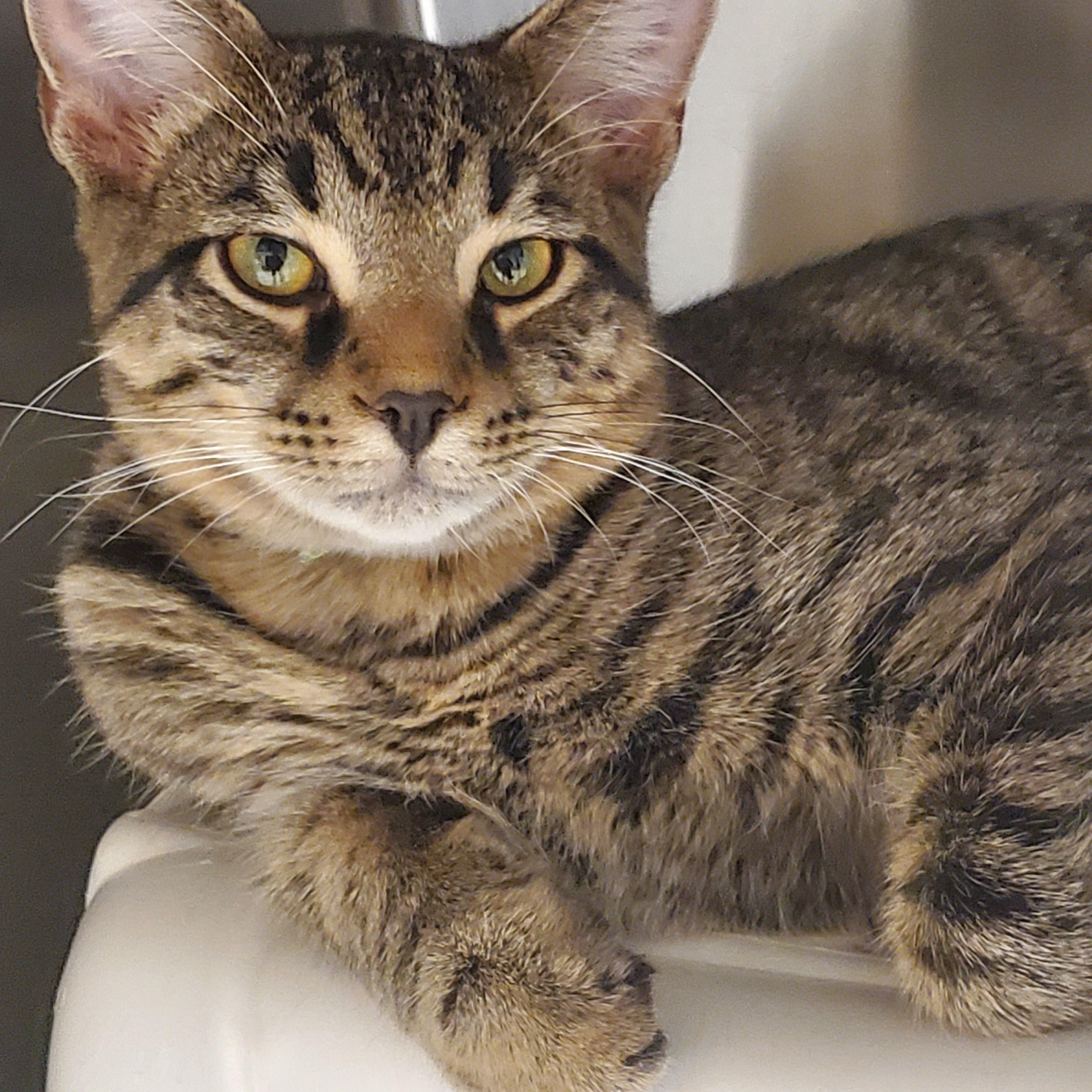 Enlarge Adam, a Adoptable Tabby in Muncie, IN image 1/4