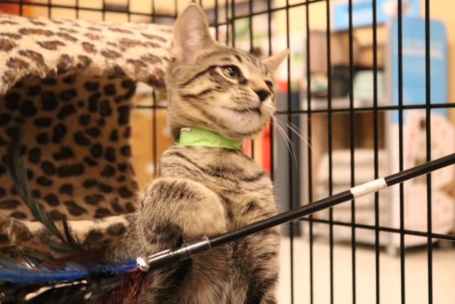 Enlarge Adam, a Adoptable Tabby in Muncie, IN image 3/4