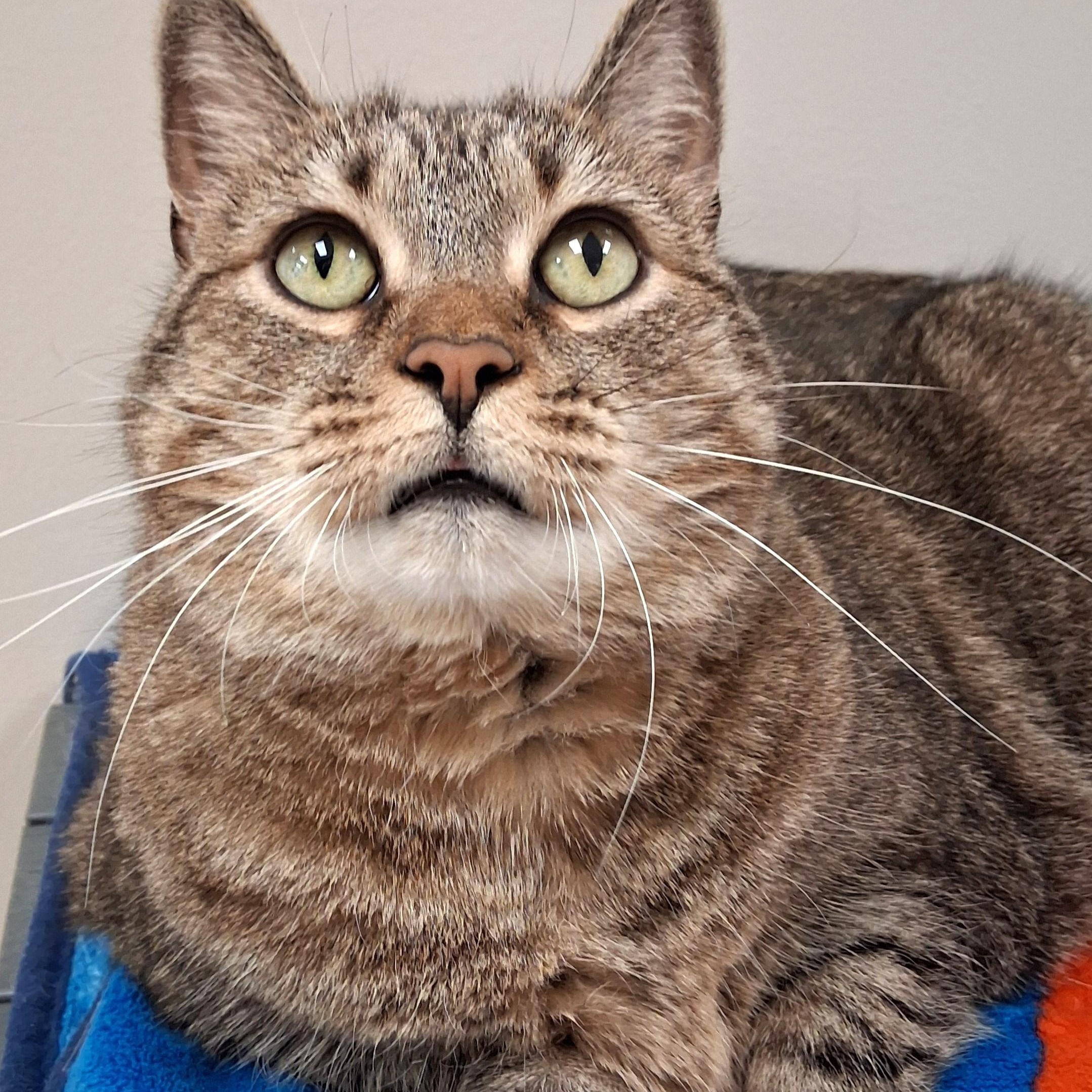 Enlarge Bell, a Adoptable Domestic Short Hair in Belmont, NY image 2/6