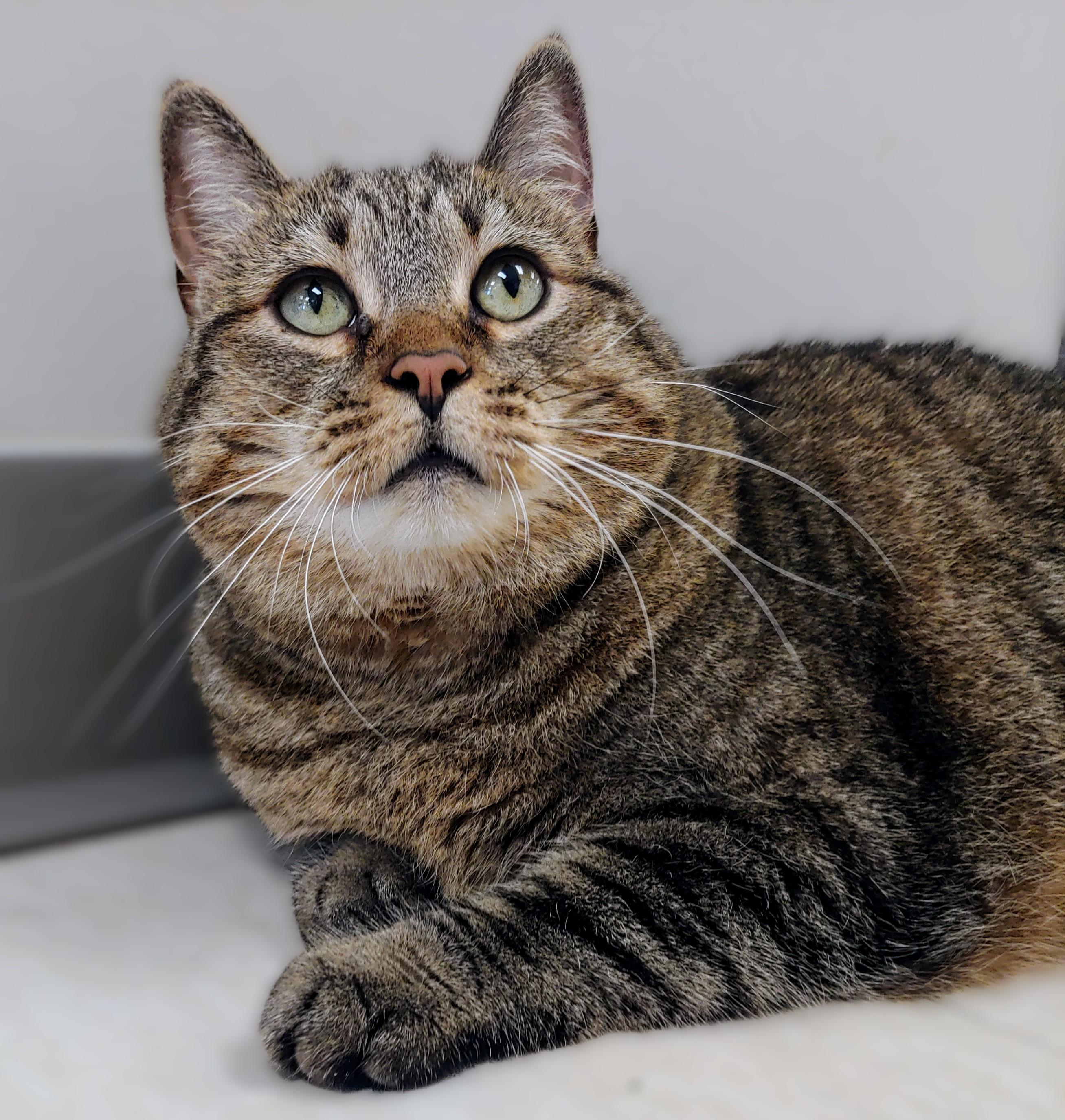 Enlarge Bell, a Adoptable Domestic Short Hair in Belmont, NY image 3/6