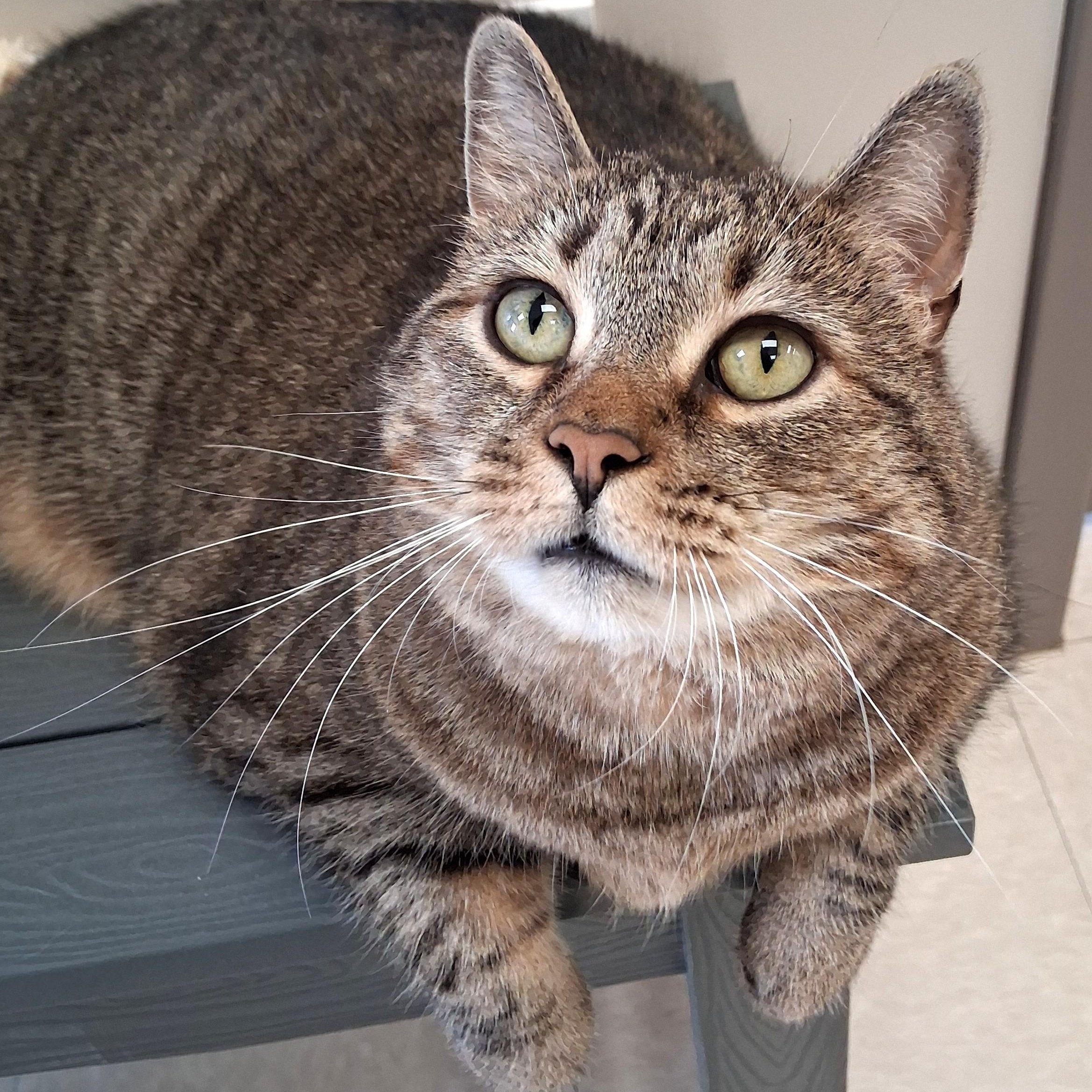 Bell, Adoptable, Adult Female Domestic Short Hair.