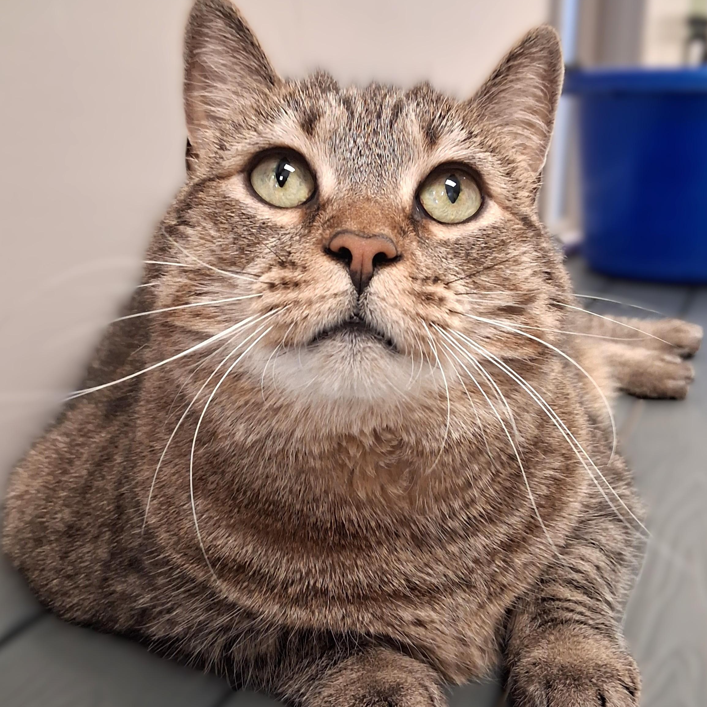 Bell, Adoptable, Adult Female Domestic Short Hair.