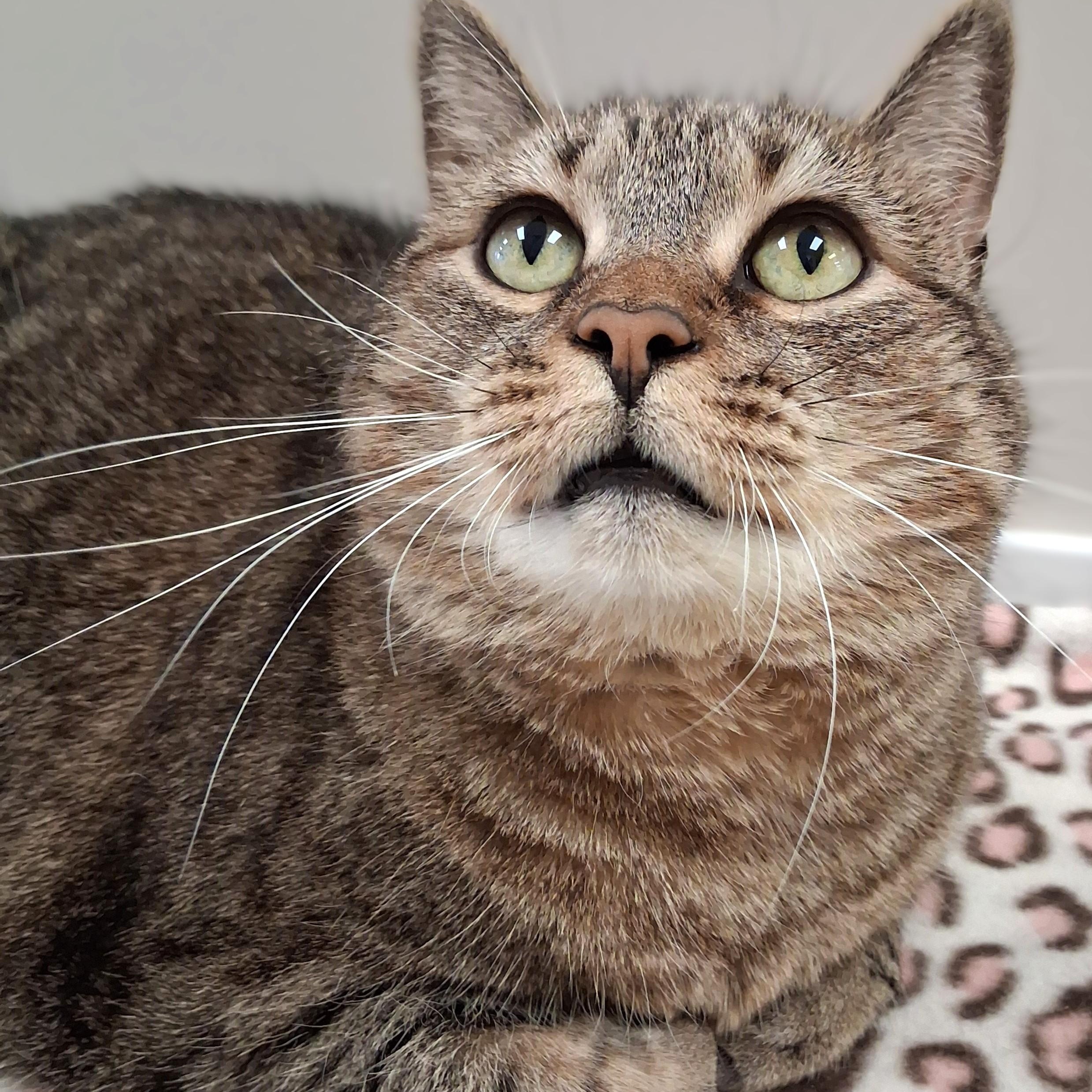 Bell, Adoptable, Adult Female Domestic Short Hair.