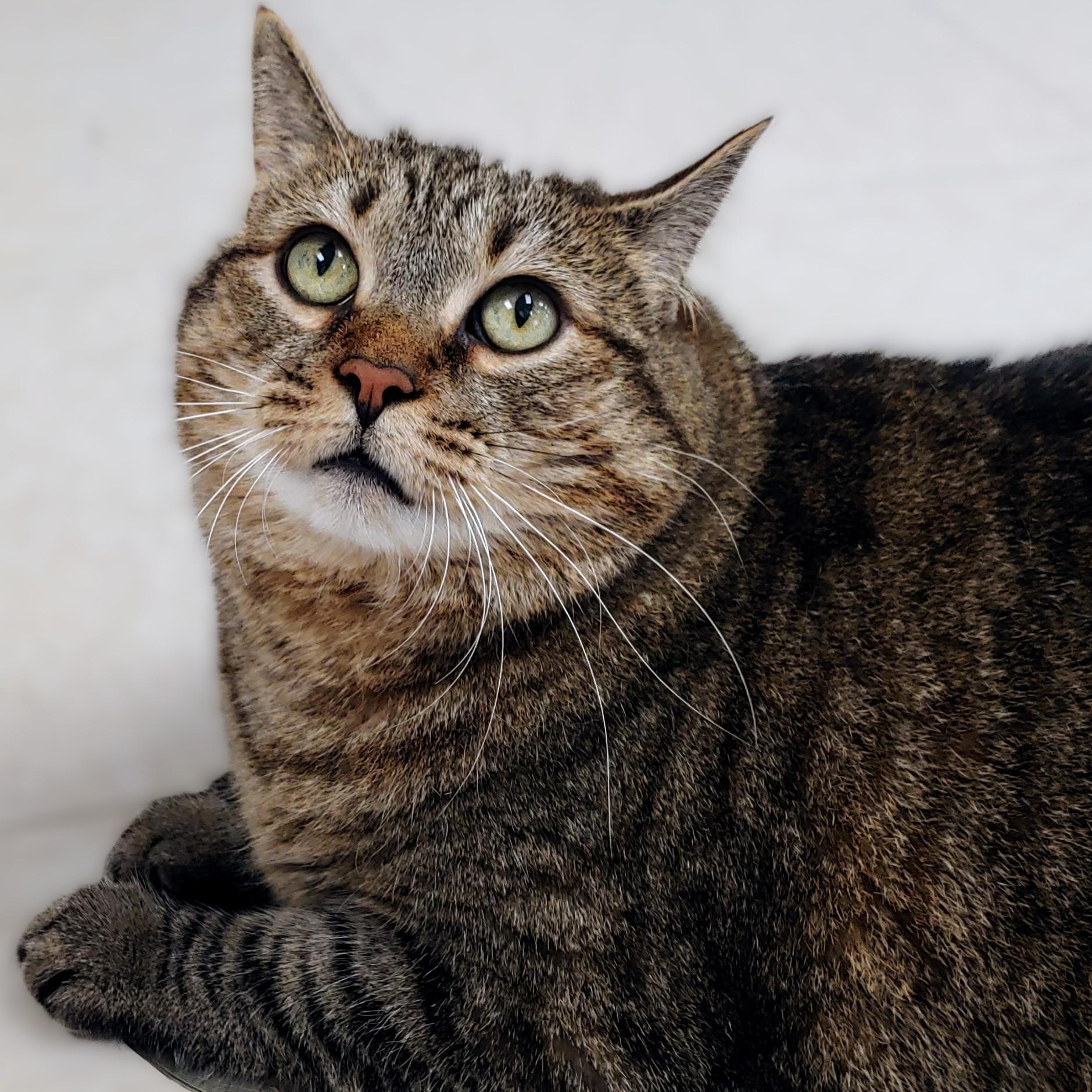Enlarge Bell, a Adoptable Domestic Short Hair in Belmont, NY image 4/6