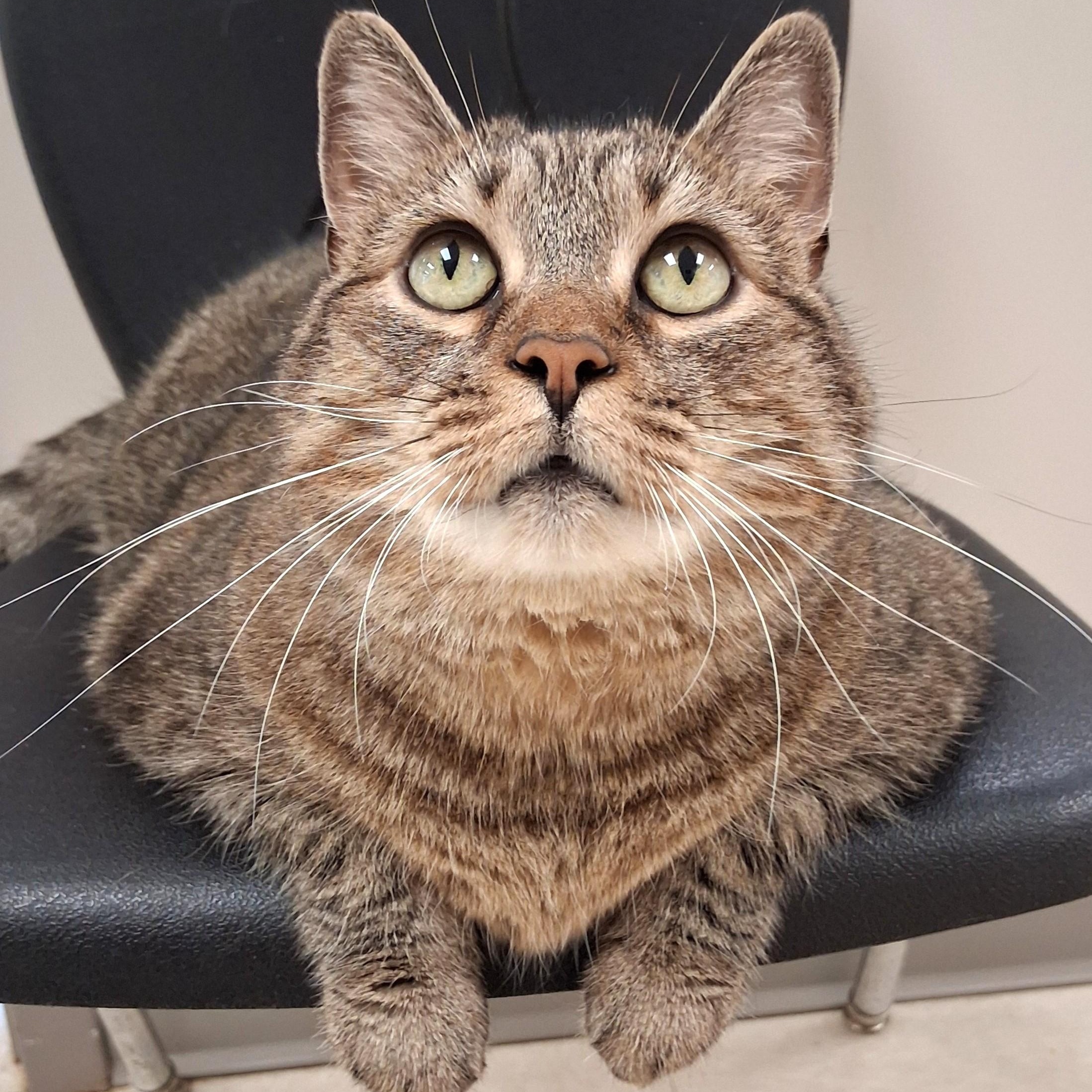 Bell, Adoptable, Adult Female Domestic Short Hair.