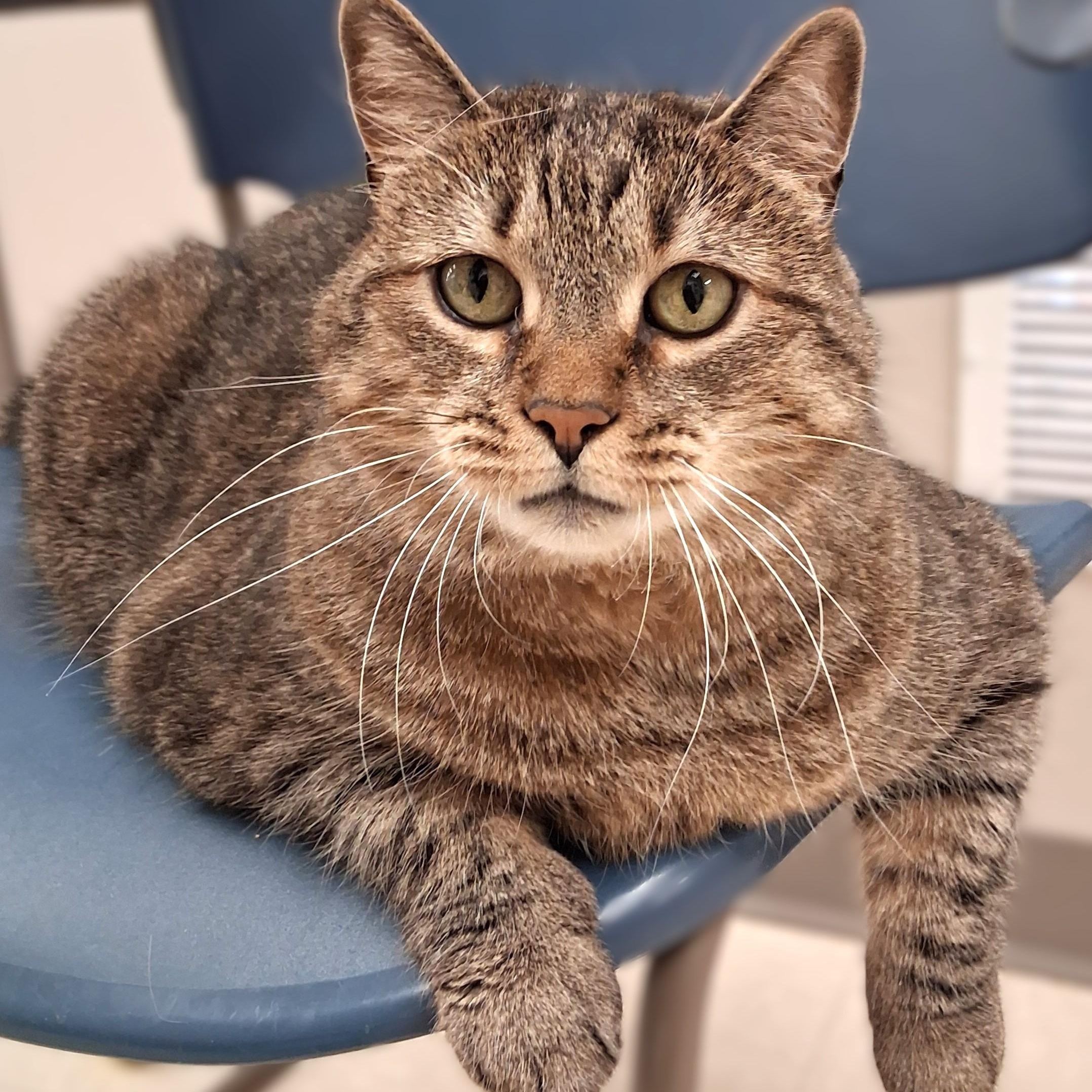 Bell, Adoptable, Adult Female Domestic Short Hair.