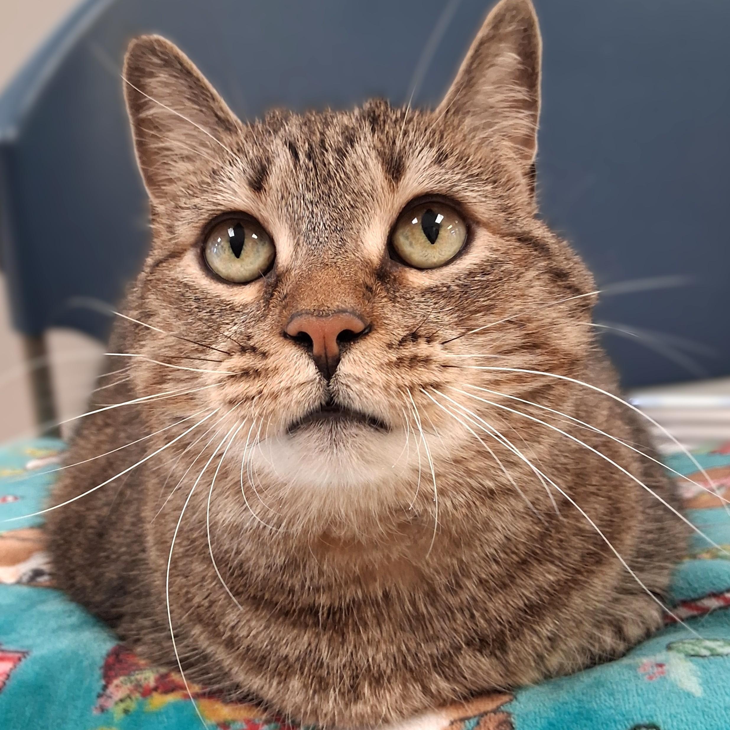 Enlarge Bell, a Adoptable Domestic Short Hair in Belmont, NY image 1/6