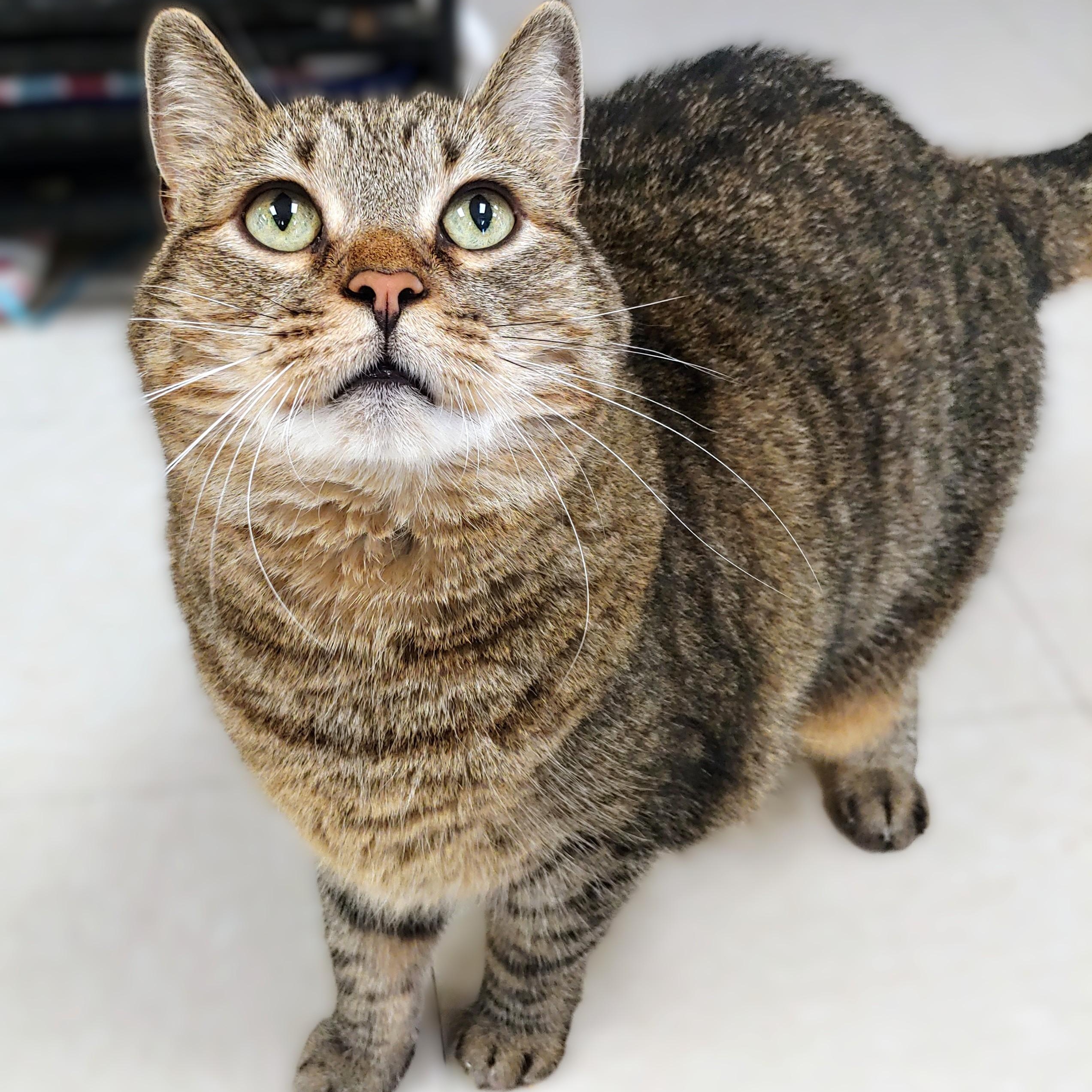 Enlarge Bell, a Adoptable Domestic Short Hair in Belmont, NY image 2/6