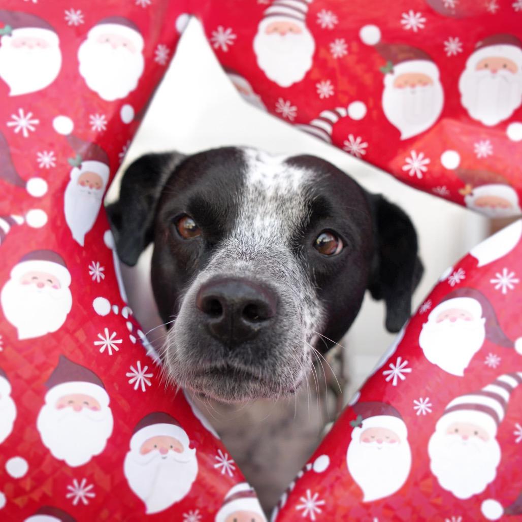 Emma, a Adoptable mixed breed in Huntsville, AL image 1/6