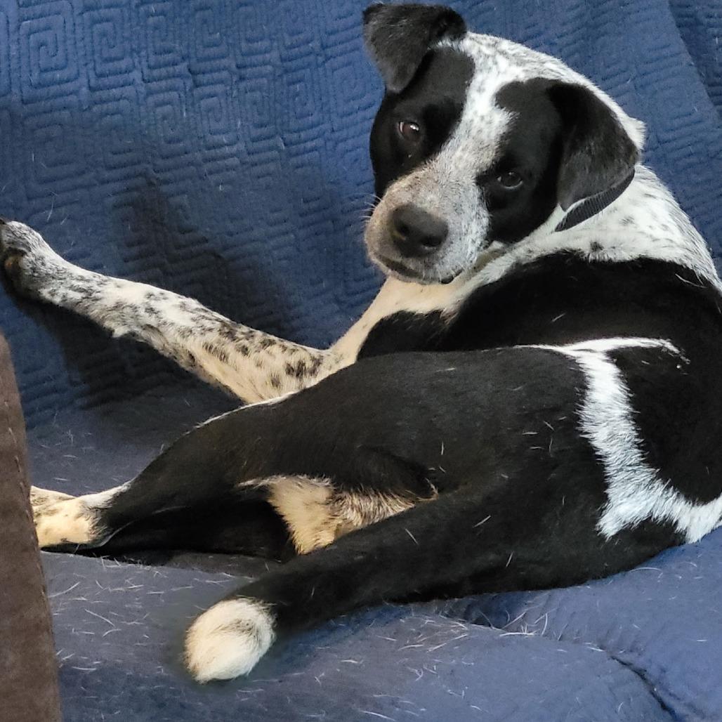 Emma, a Adoptable mixed breed in Huntsville, AL image 2/6