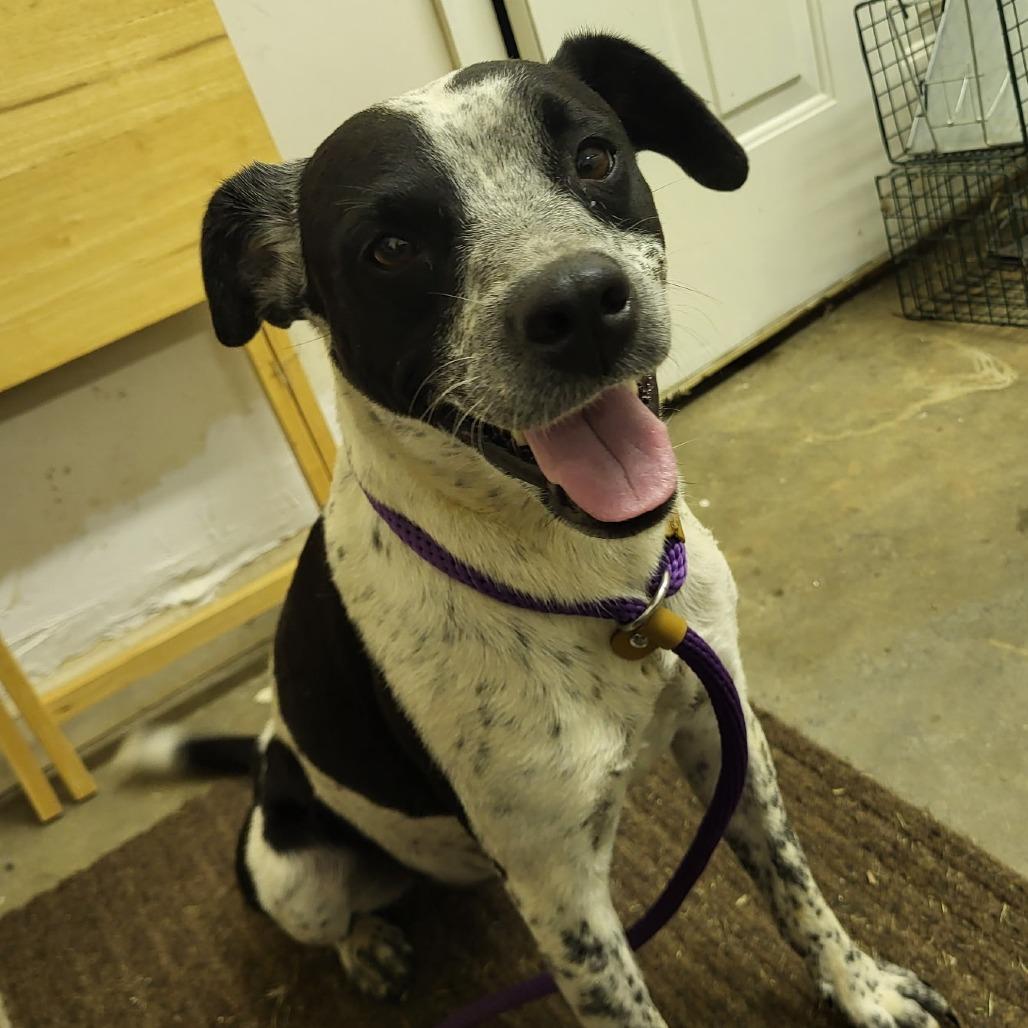 Emma, a Adoptable mixed breed in Huntsville, AL image 3/6