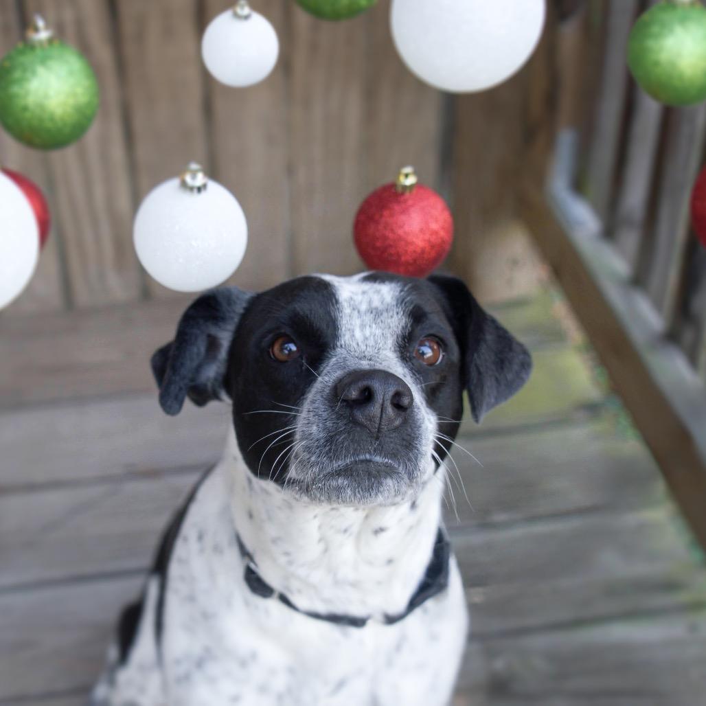 Emma, a Adoptable mixed breed in Huntsville, AL image 4/6