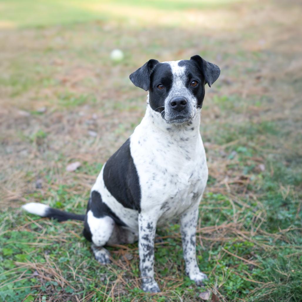 Emma, a Adoptable mixed breed in Huntsville, AL image 5/6