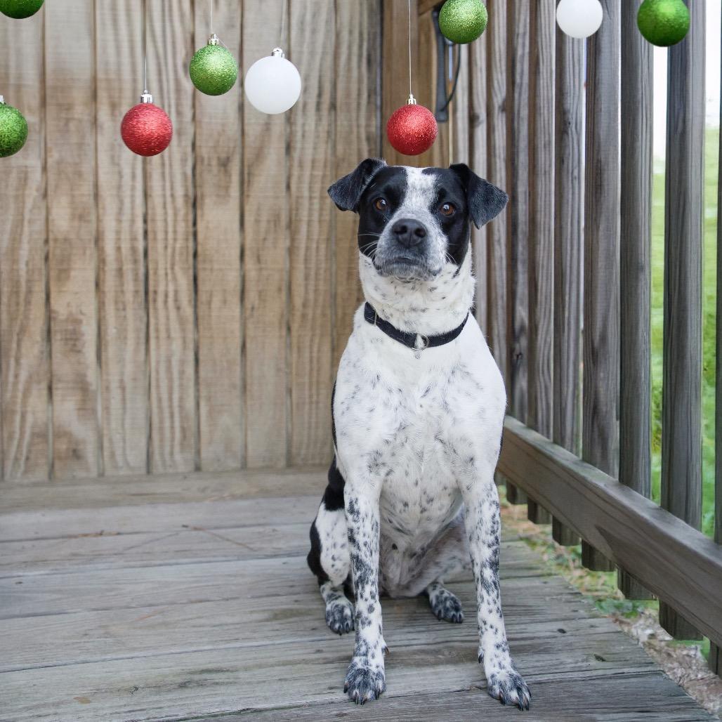 Emma, a Adoptable mixed breed in Huntsville, AL image 6/6