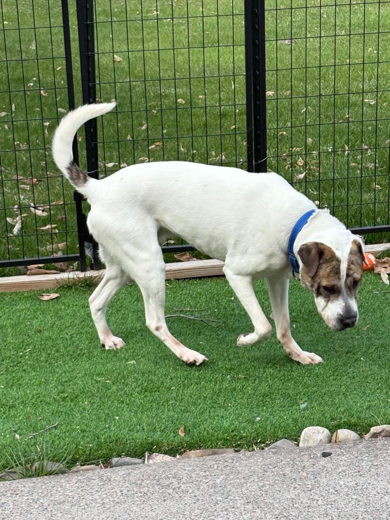 Rubble, Adoptable, Adult Male Shepherd & Shar-Pei.