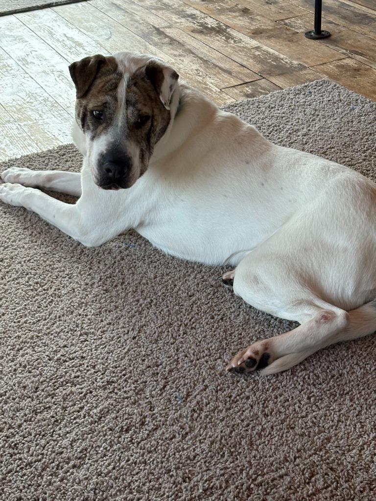 Enlarge Rubble, a Adoptable mixed breed in Cloquet, MN image 1/3