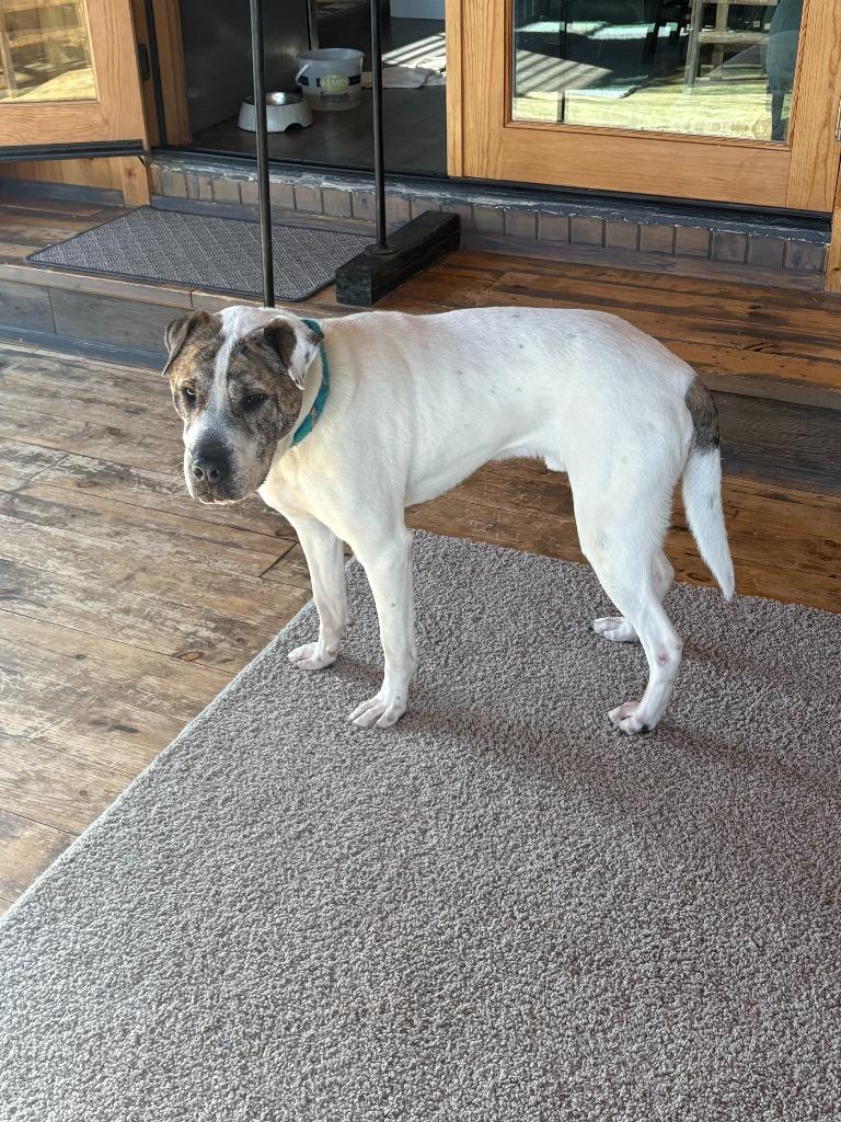 Enlarge Rubble, a Adoptable mixed breed in Cloquet, MN image 2/3