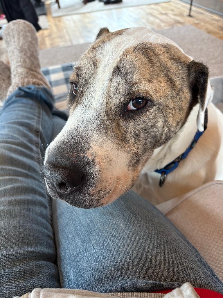 Enlarge Rubble, a Adoptable mixed breed in Cloquet, MN image 3/3