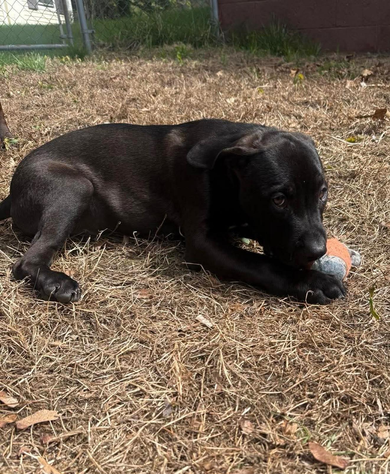 Olaf, an adopted mixed breed in Salem, NH image 4/6