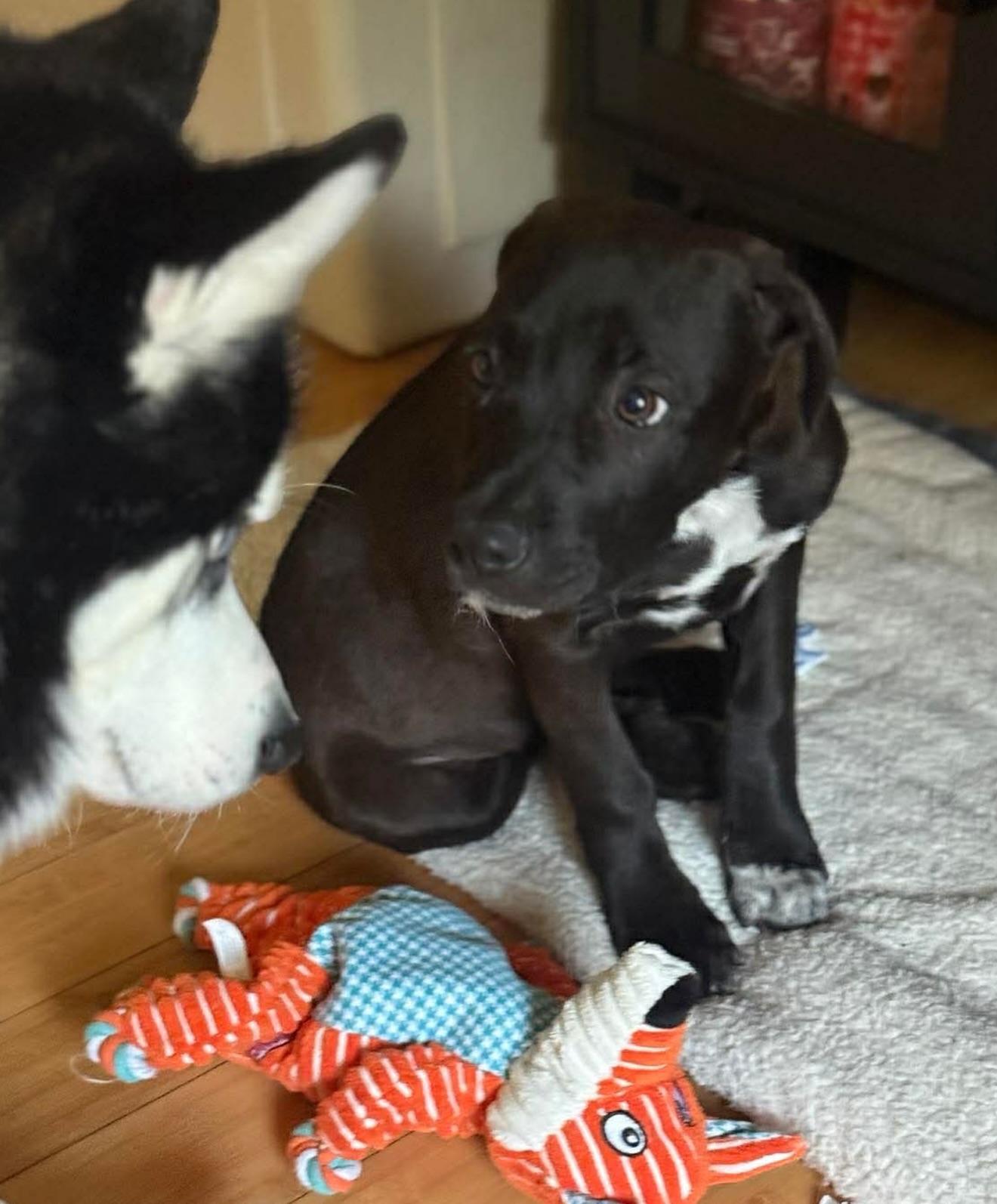 Olaf, an adopted mixed breed in Salem, NH image 2/6