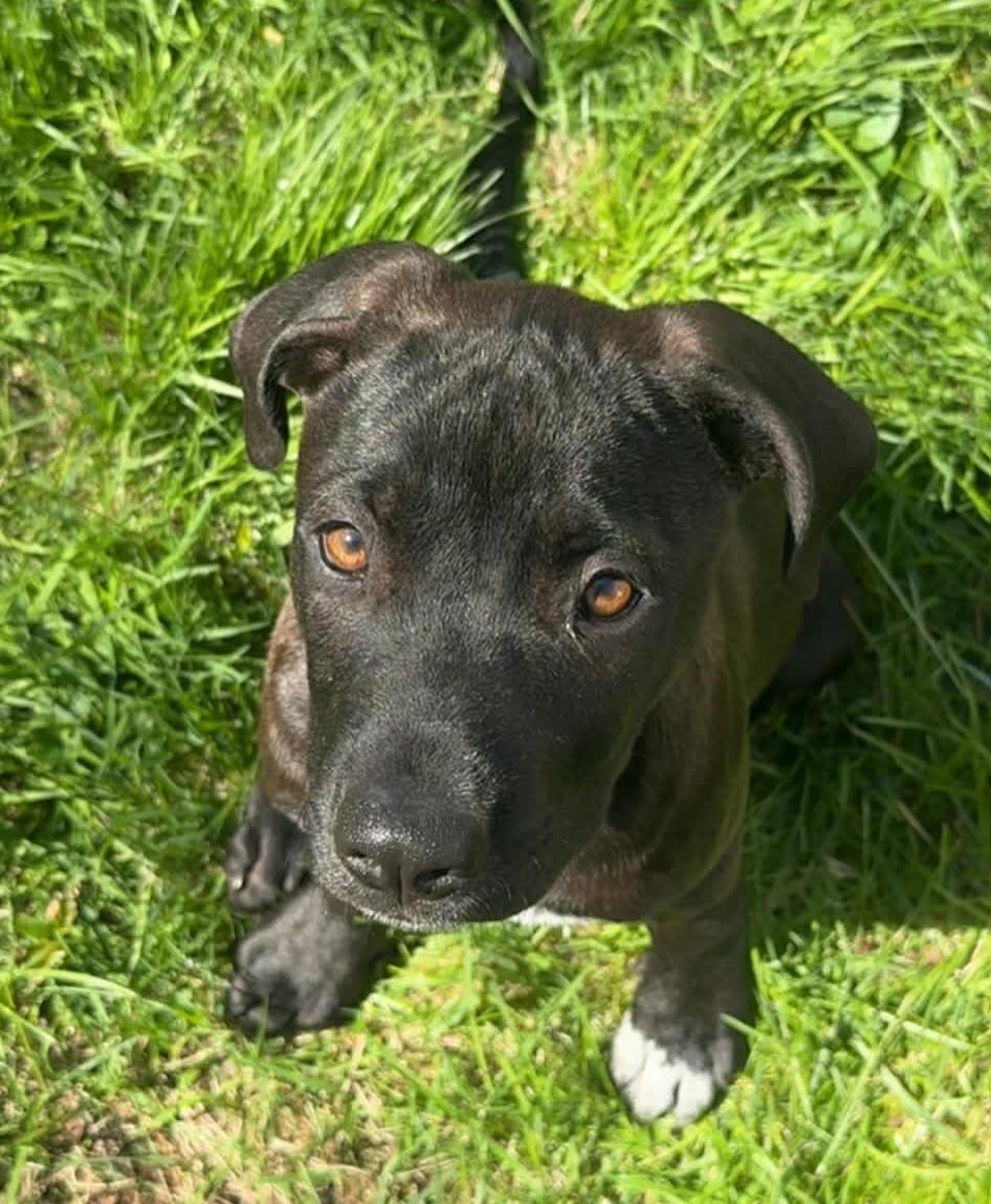 Olaf, an adopted mixed breed in Salem, NH image 6/6