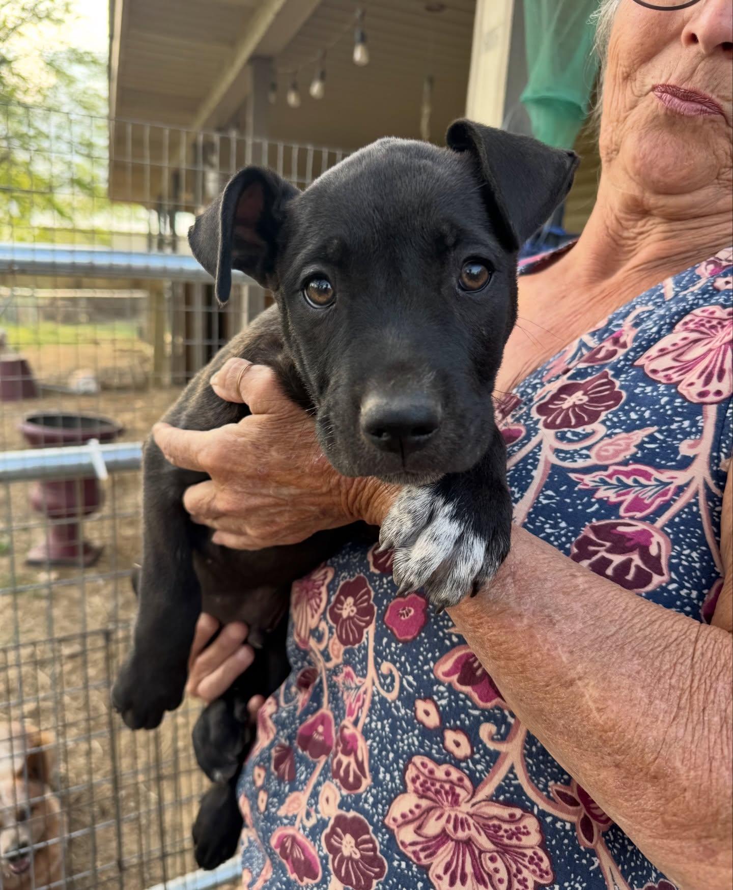 Olaf, an adopted mixed breed in Salem, NH image 5/6