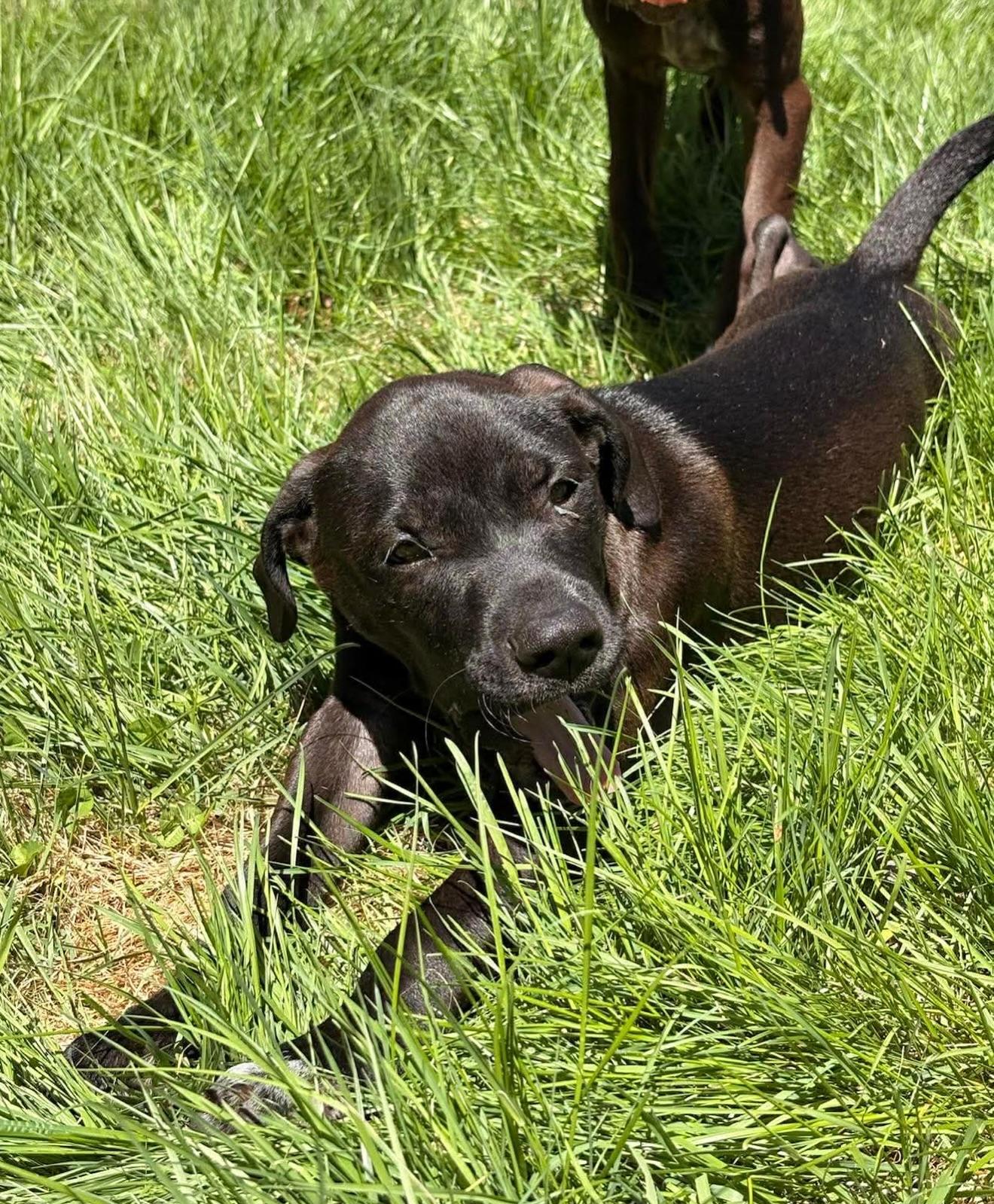 Olaf, an adopted mixed breed in Salem, NH image 3/6
