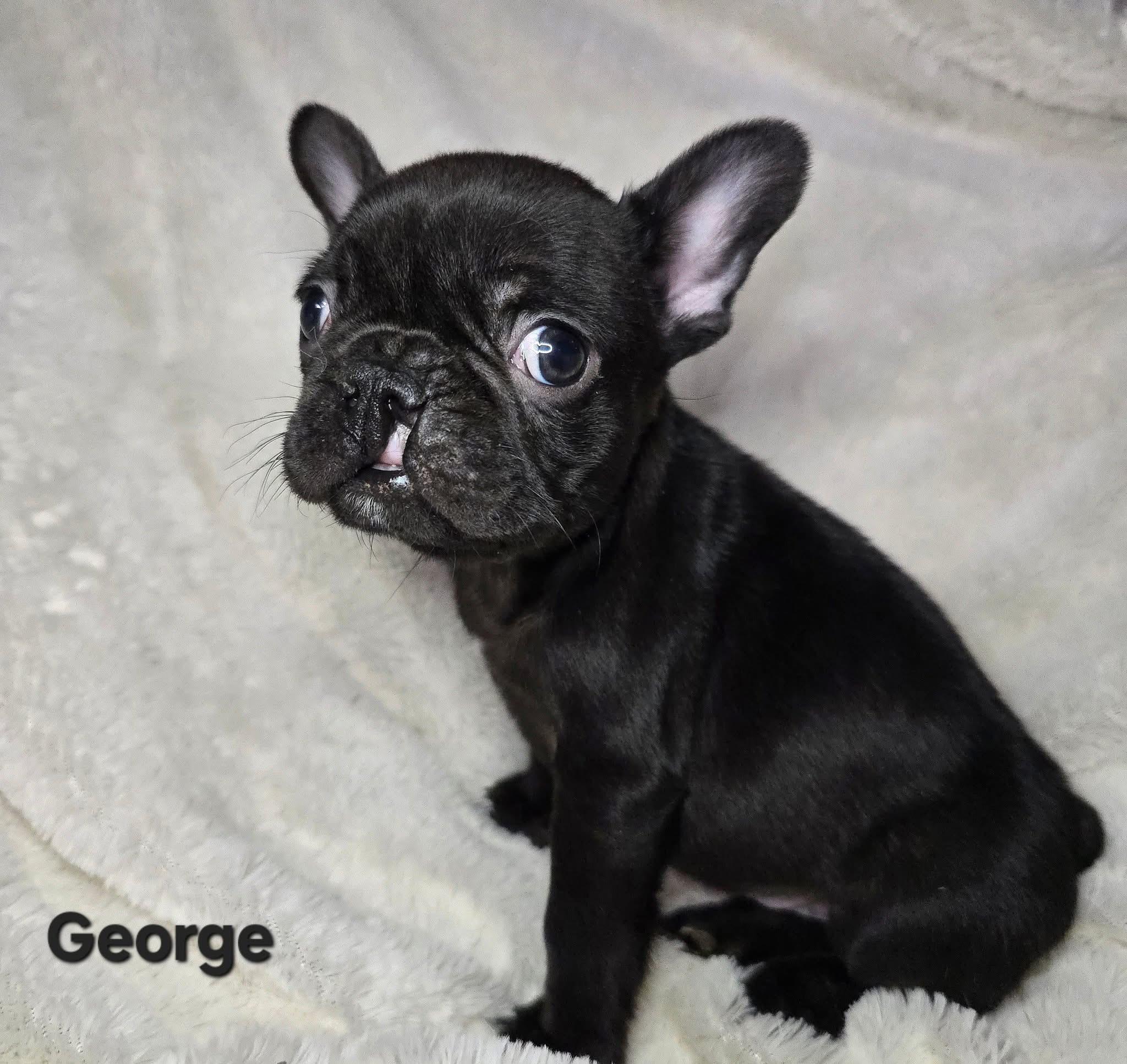 Enlarge George, a ADOPTABLE mixed breed in St. Clairsville, OH image 1/1