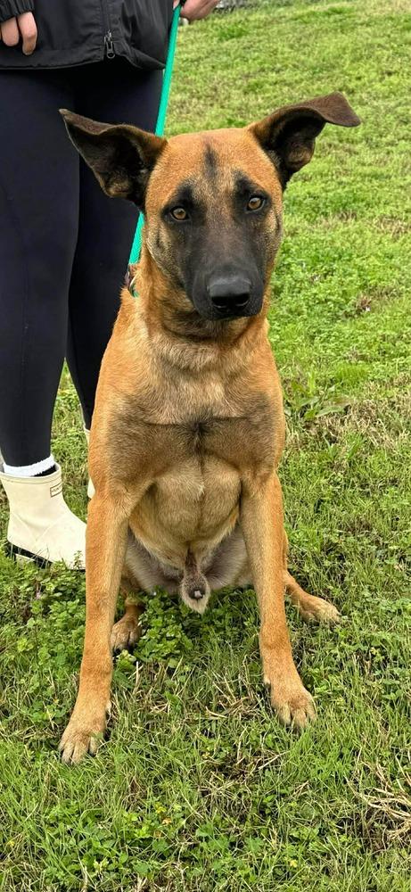 Forest — thumbnail 2