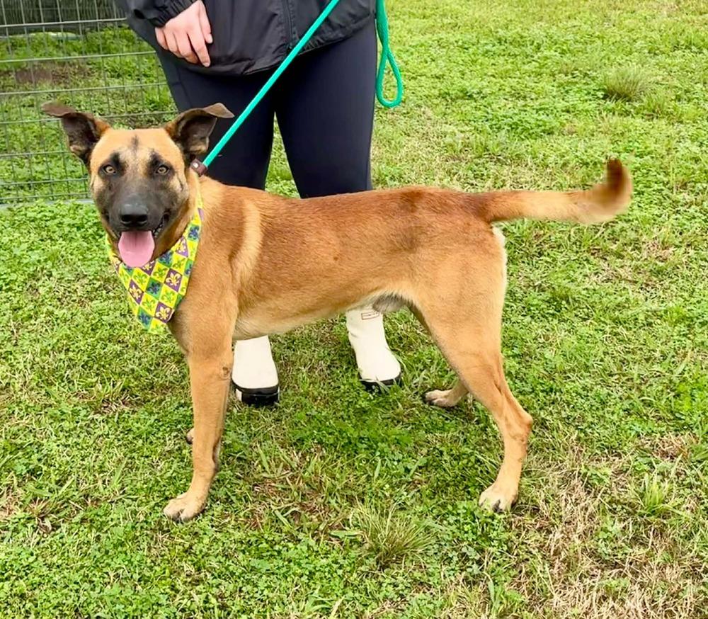 Forest — thumbnail 4