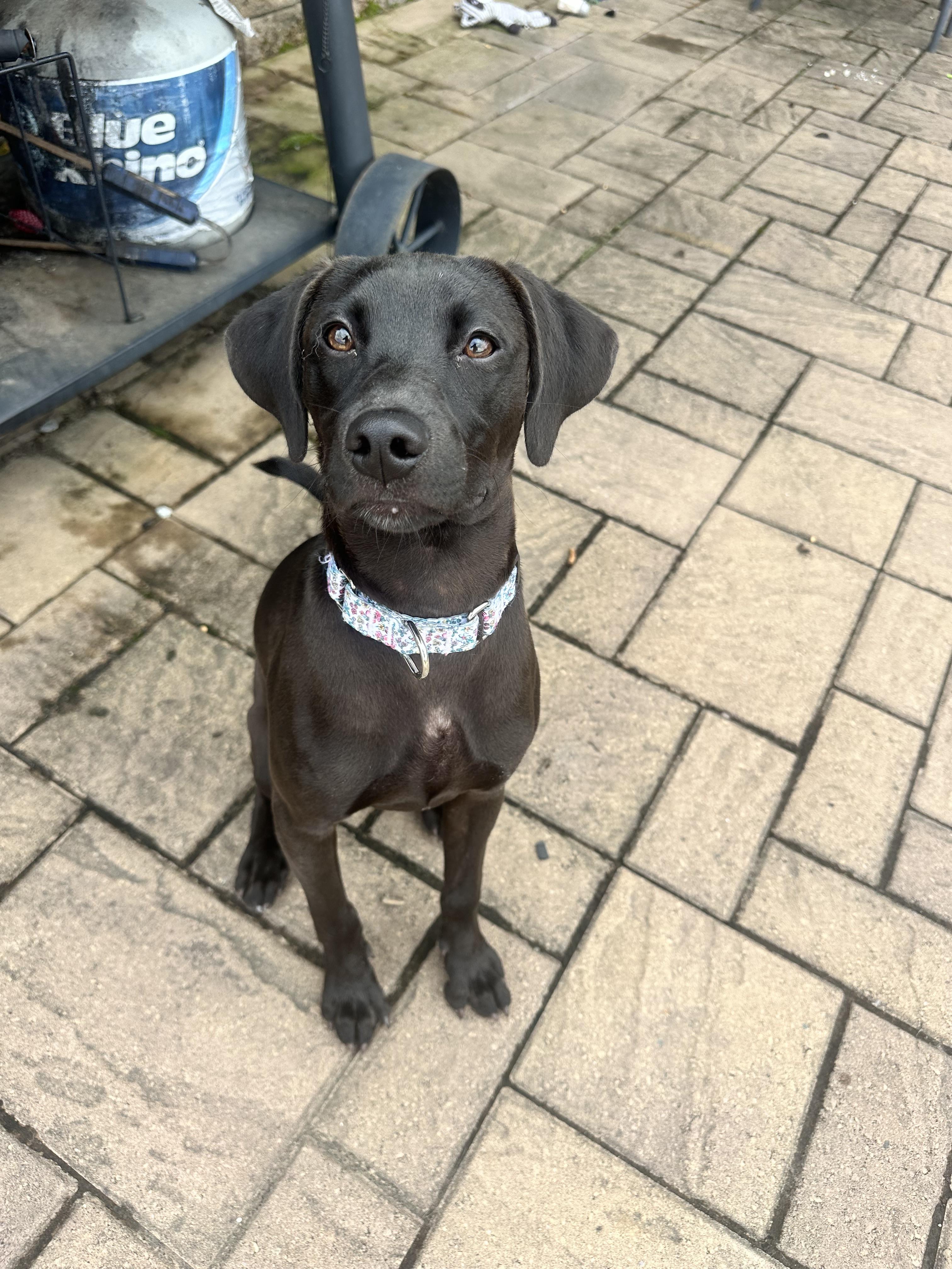 Tilly, Adoptable, Puppy Female Terrier.