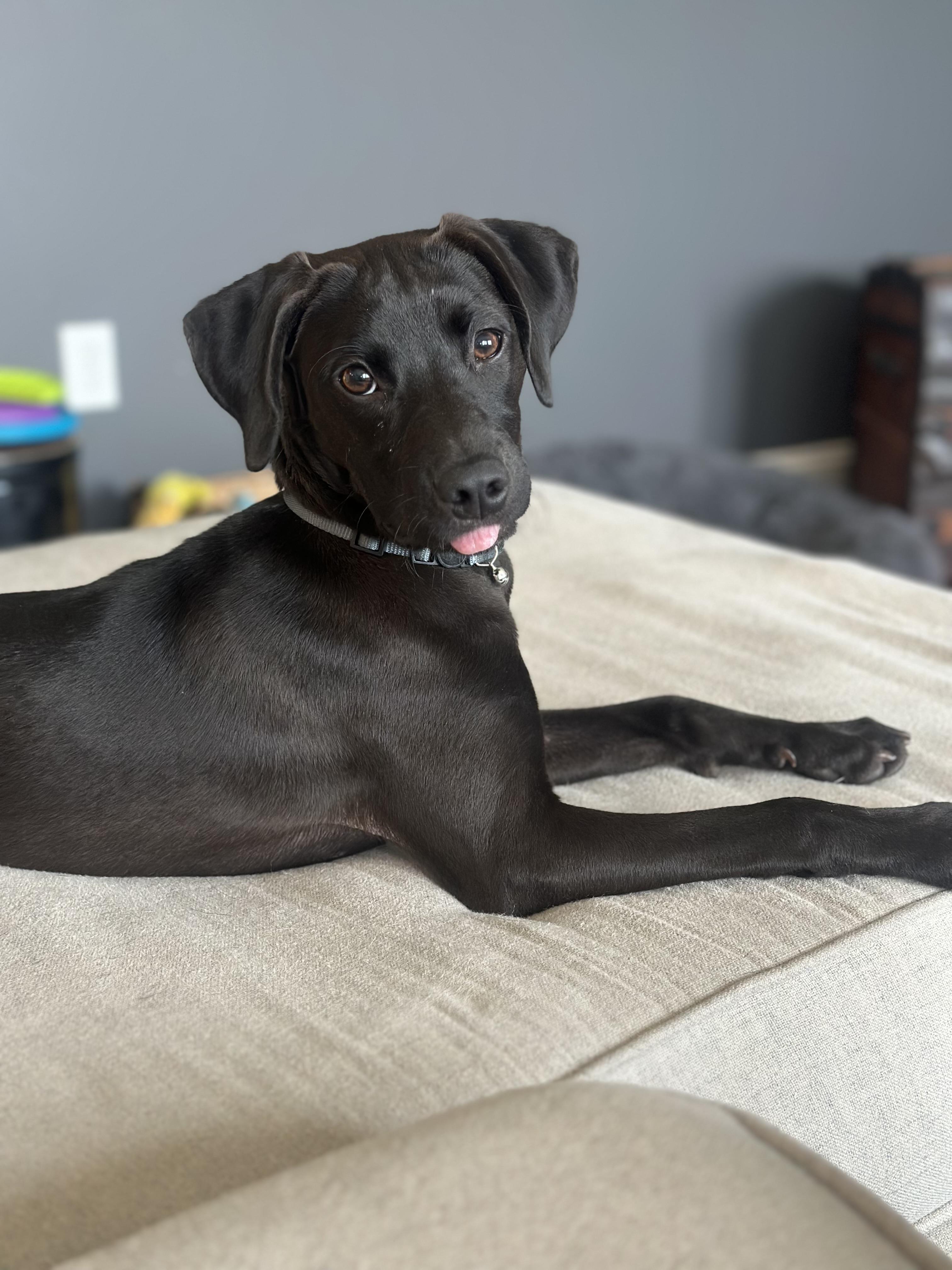 Enlarge Tilly, a Adoptable mixed breed in Dillsburg, PA image 2/6