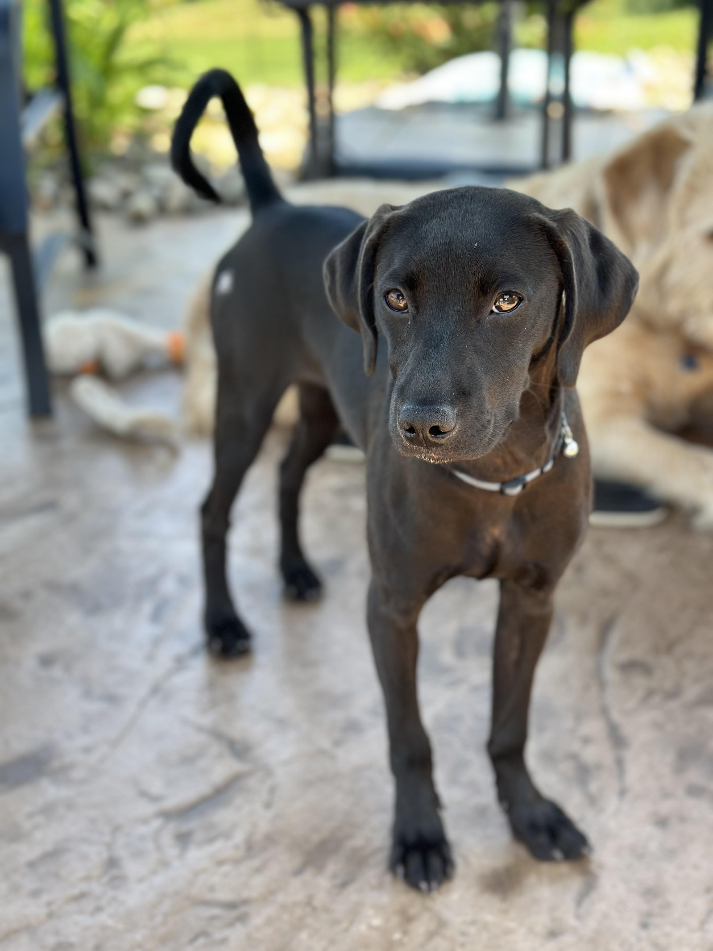 Enlarge Tilly, a Adoptable mixed breed in Dillsburg, PA image 3/6