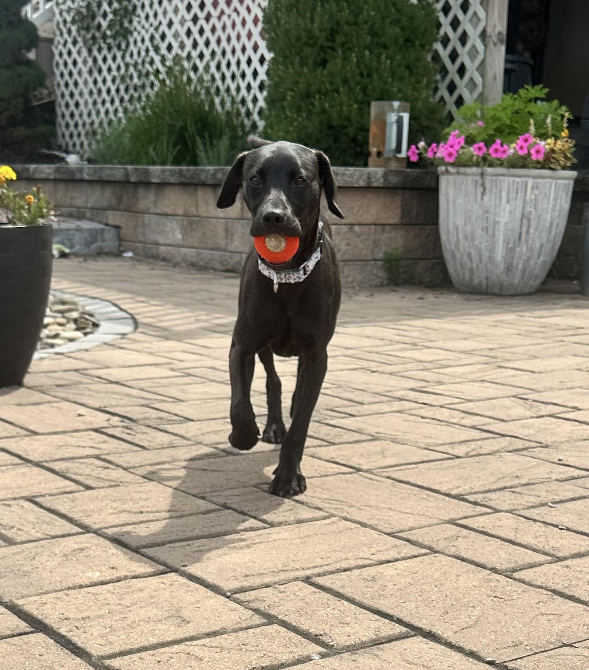 Enlarge Tilly, a Adoptable mixed breed in Dillsburg, PA image 4/6