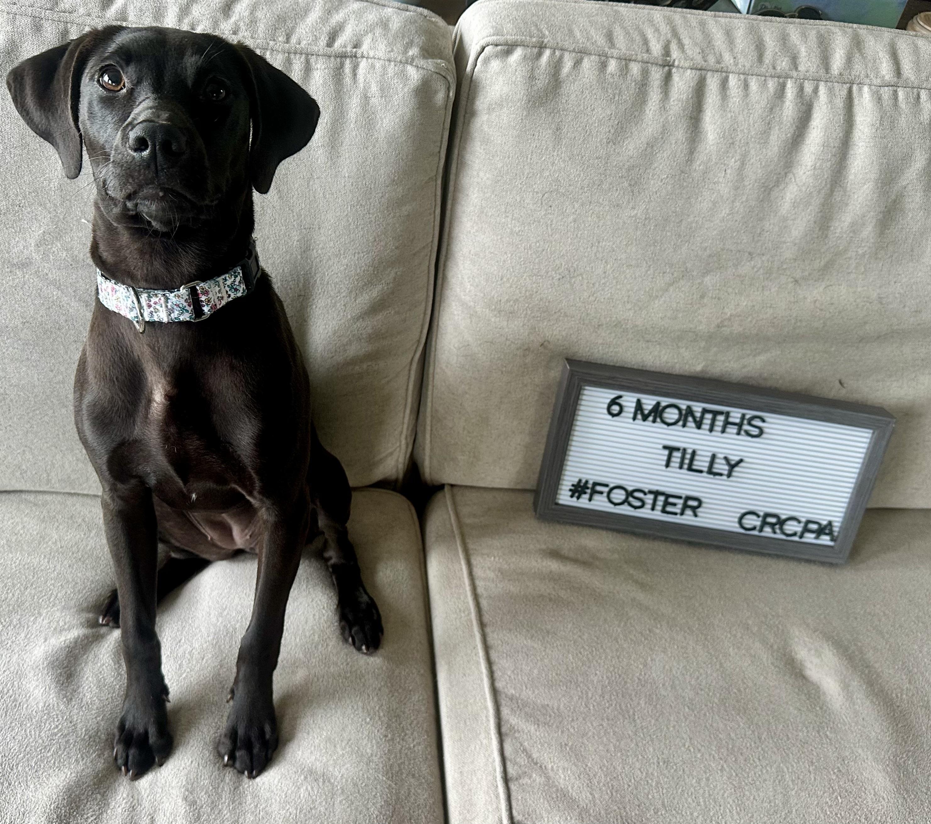 Enlarge Tilly, a Adoptable mixed breed in Dillsburg, PA image 5/6