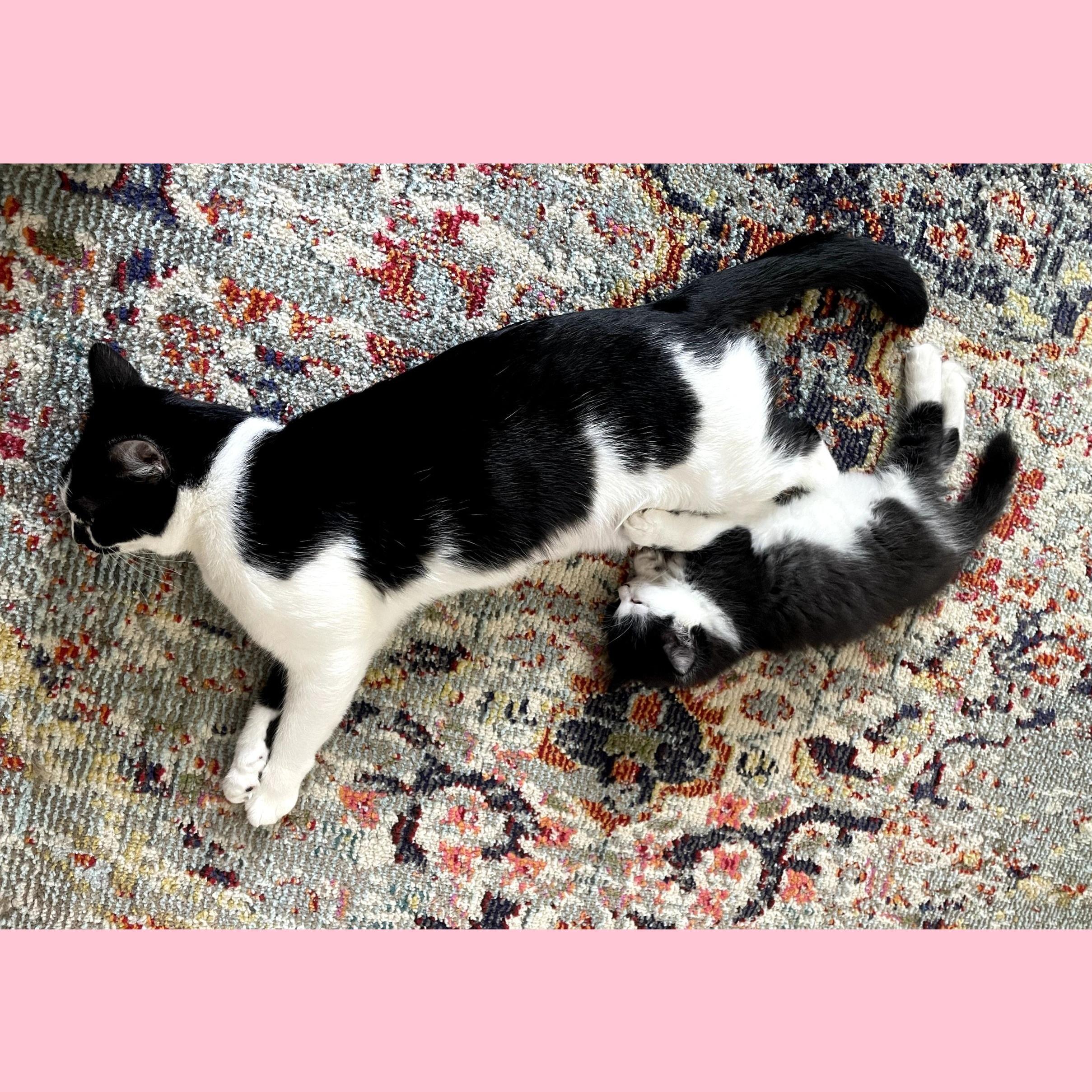 Enlarge Layla & Lulu, an adopted Domestic Long Hair in Syracuse, NY image 6/6