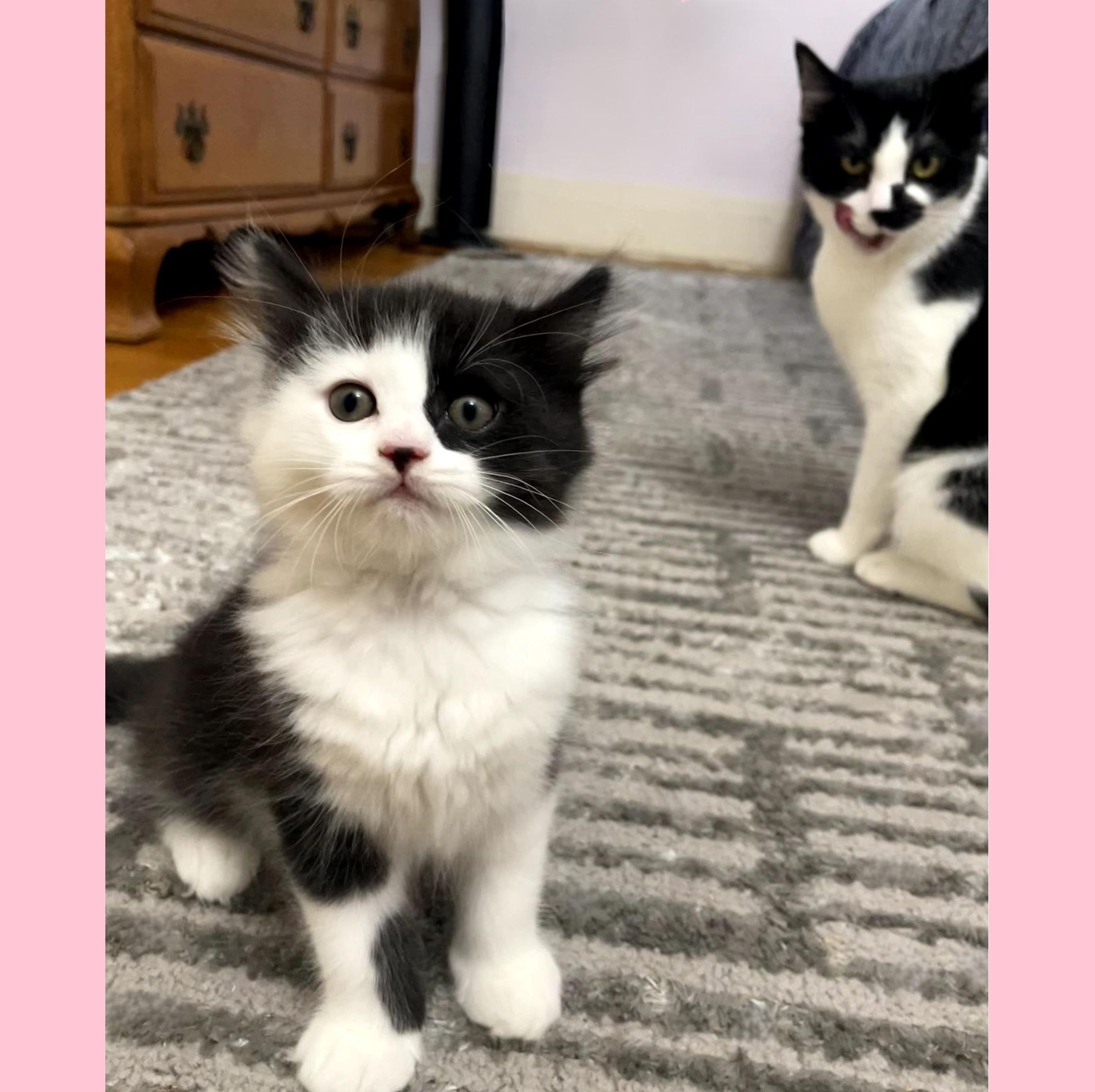 Enlarge Layla & Lulu, an adopted Domestic Long Hair in Syracuse, NY image 1/6