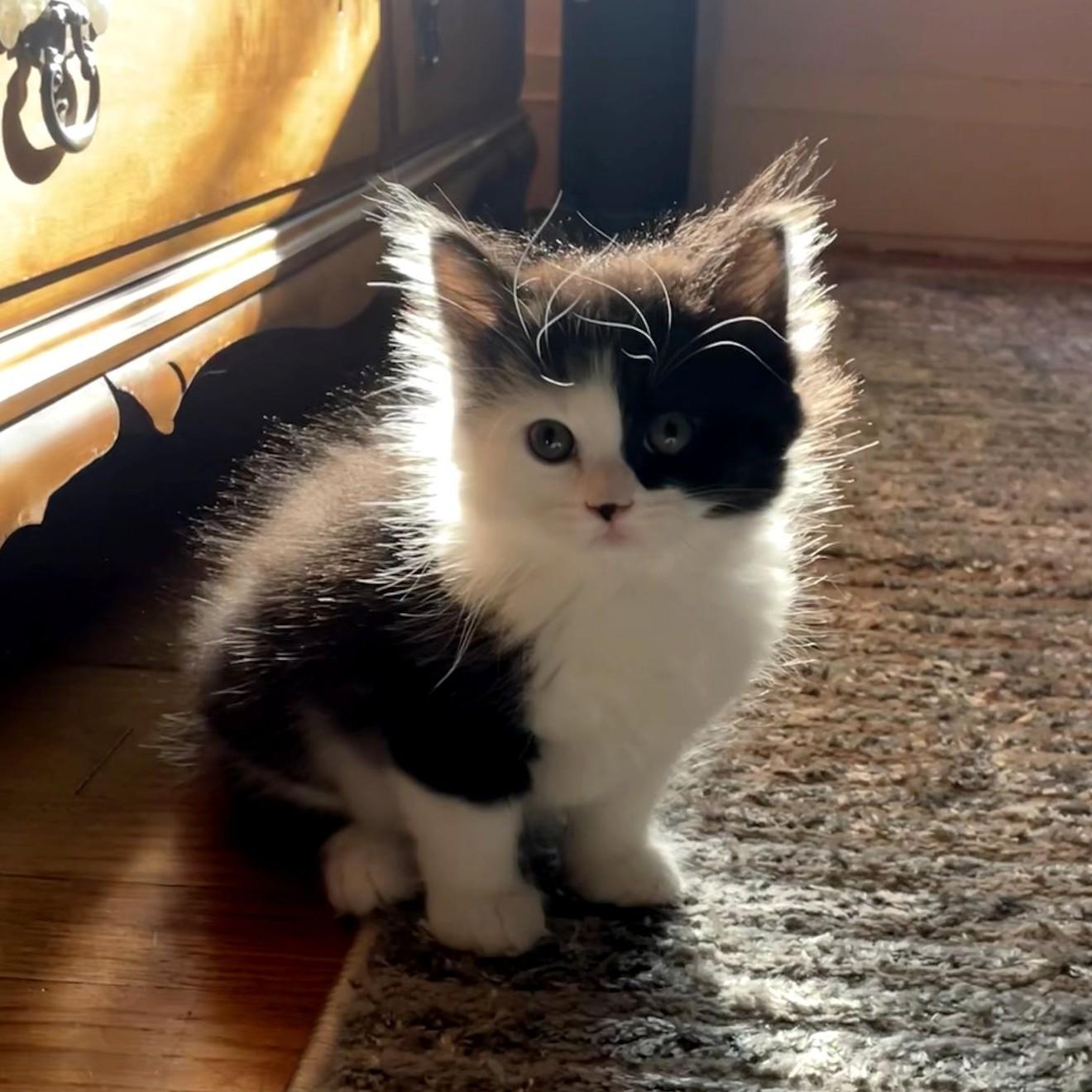 Enlarge Layla & Lulu, an adopted Domestic Long Hair in Syracuse, NY image 4/6