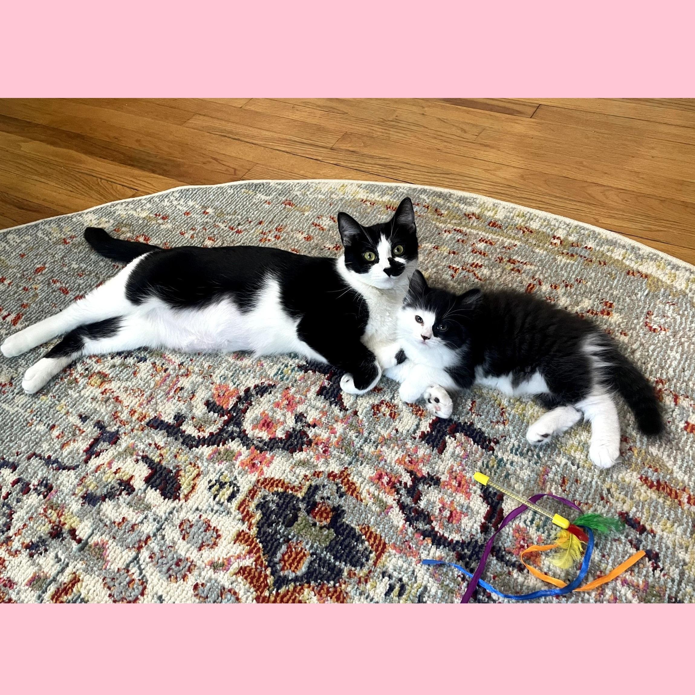 Enlarge Layla & Lulu, an adopted Domestic Long Hair in Syracuse, NY image 2/6
