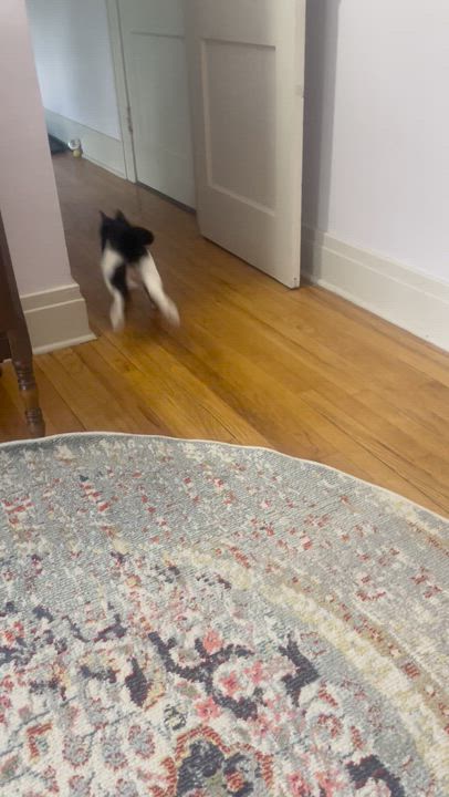 Enlarge Layla & Lulu, an adopted Domestic Long Hair in Syracuse, NY video 5/6