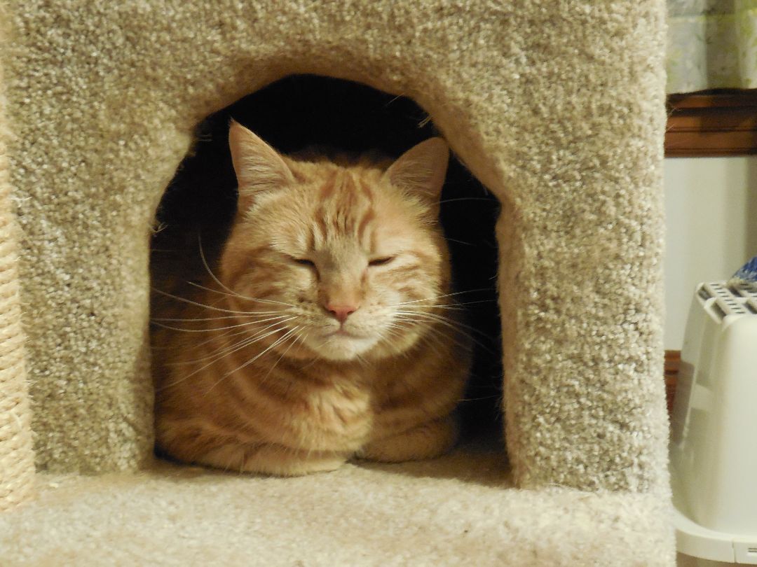 McCovey, a Adoptable mixed breed in San Francisco, CA image 1/11