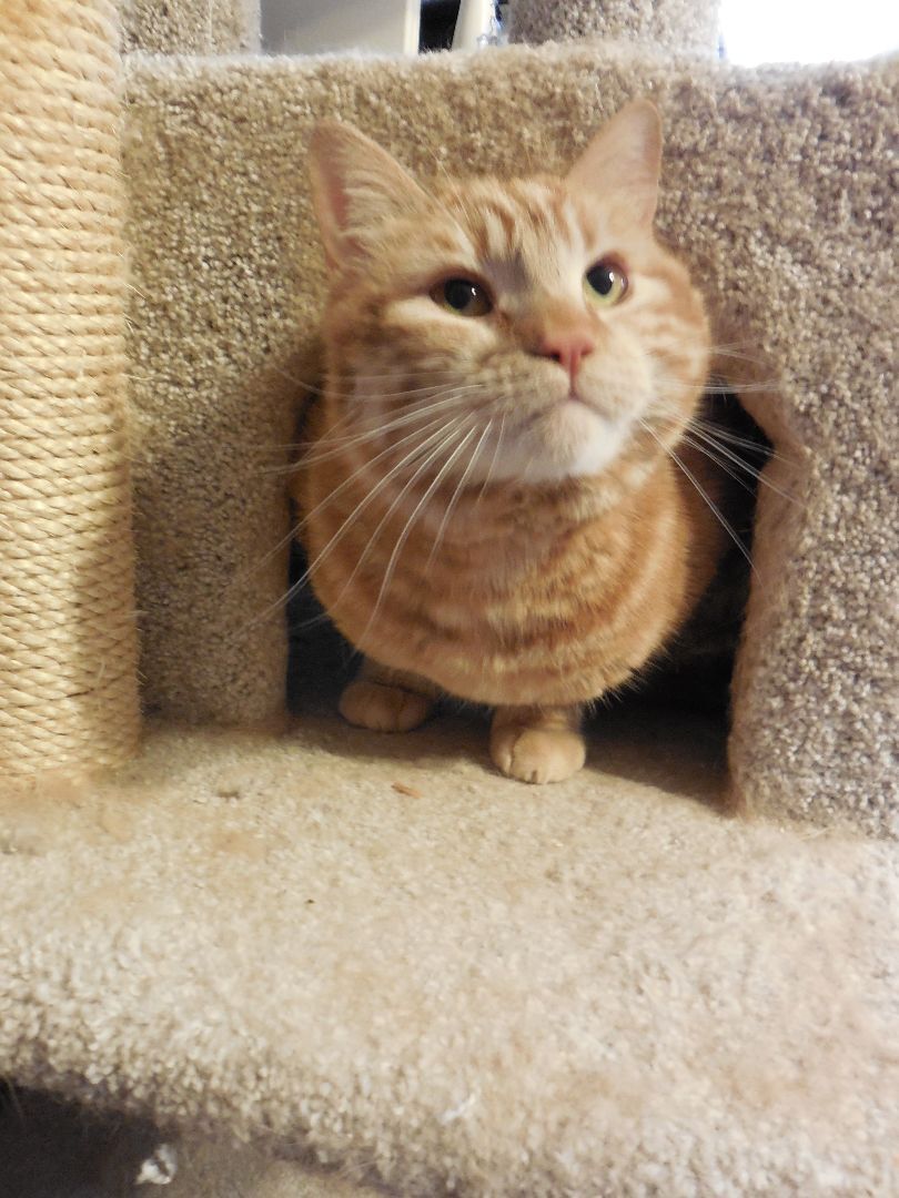 McCovey, a Adoptable mixed breed in San Francisco, CA image 2/11