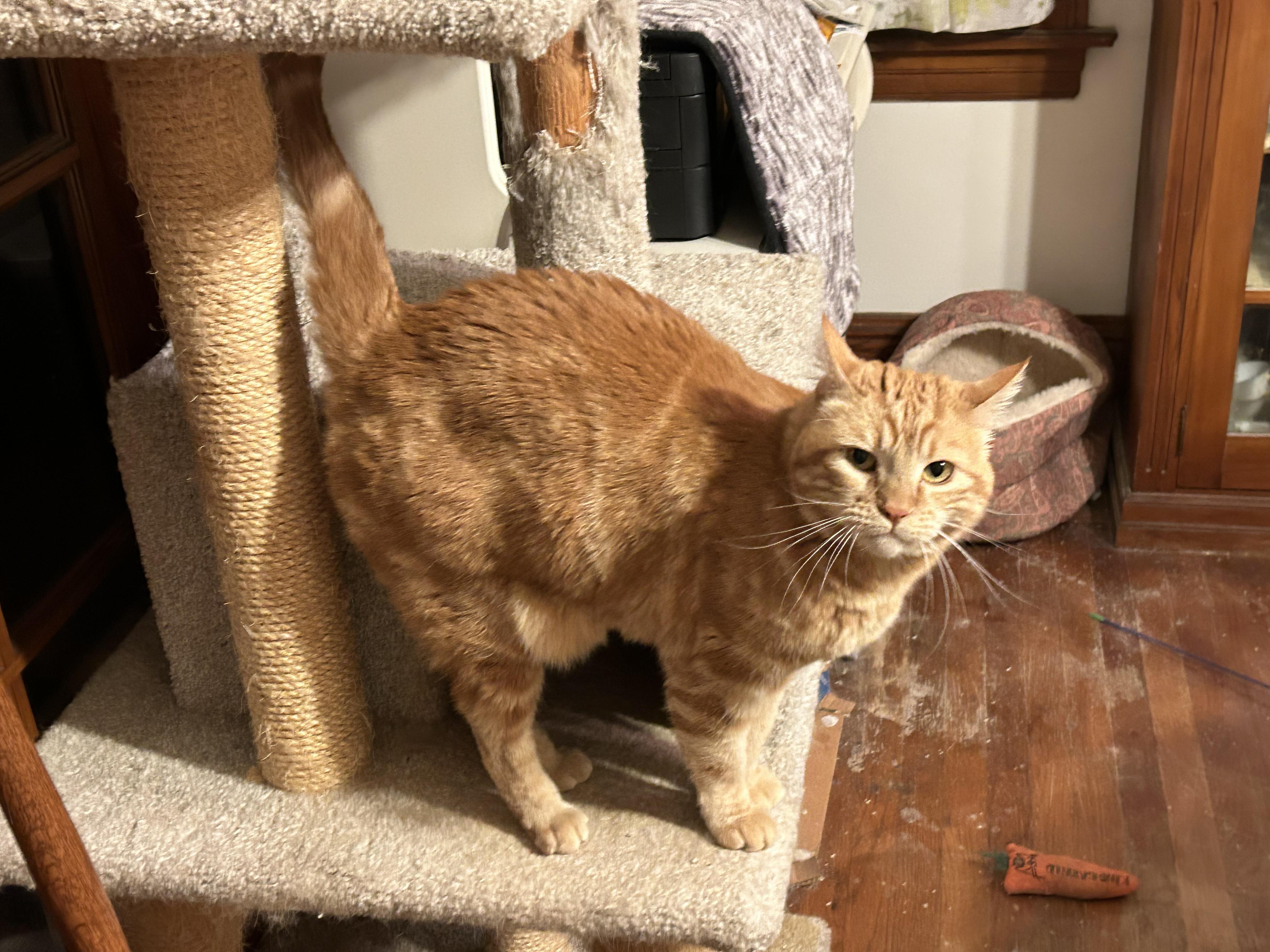 McCovey, a Adoptable mixed breed in San Francisco, CA image 1/6