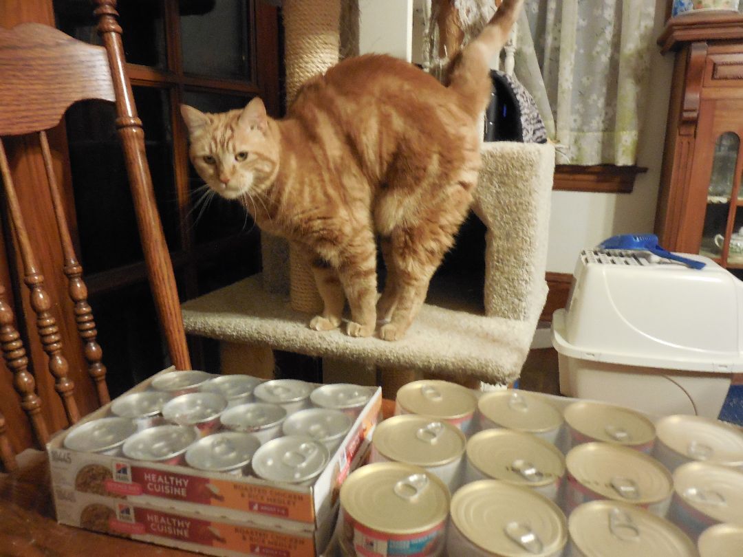 McCovey, a Adoptable mixed breed in San Francisco, CA image 4/11