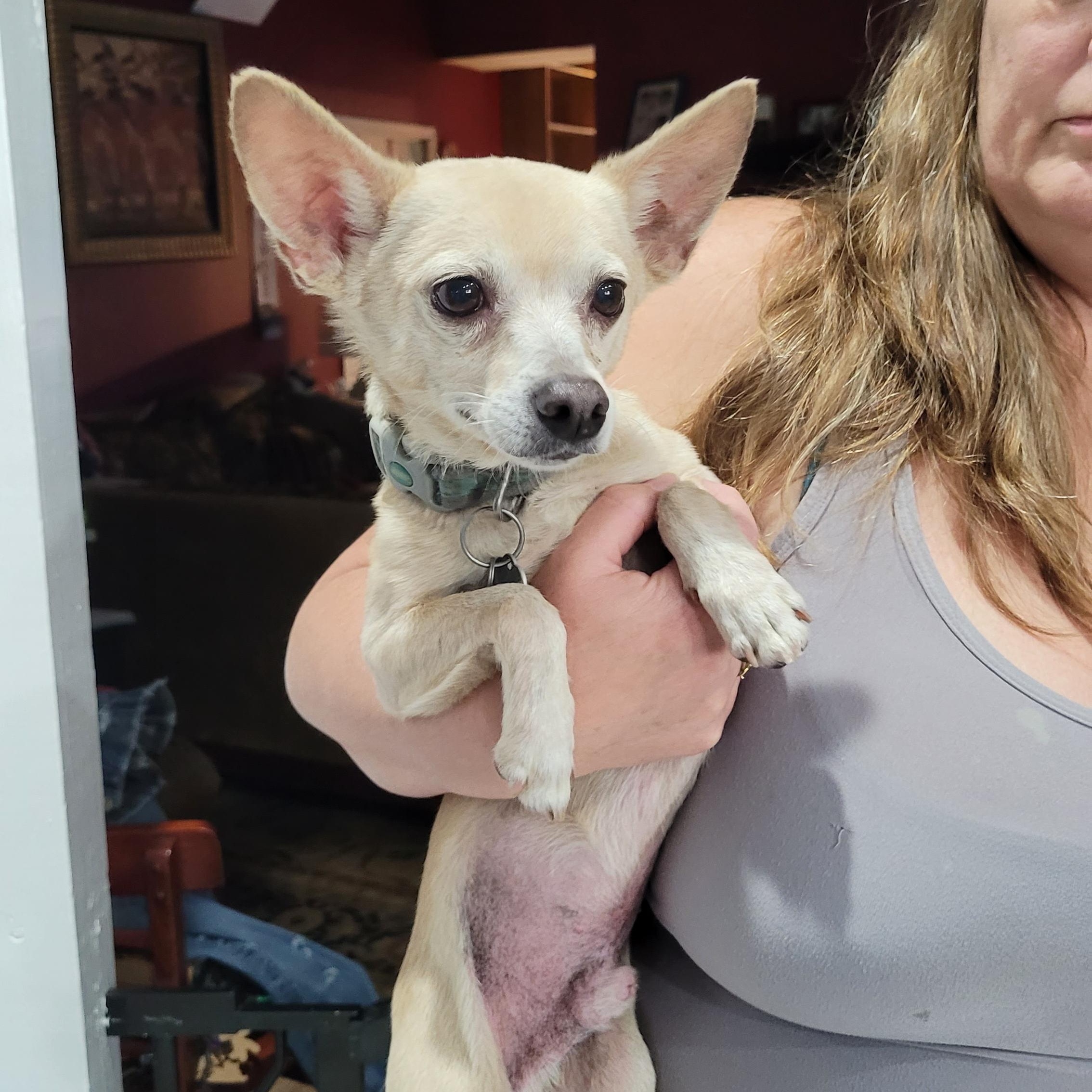 Bert, a Adoptable mixed breed in Chiefland, FL image 2/2